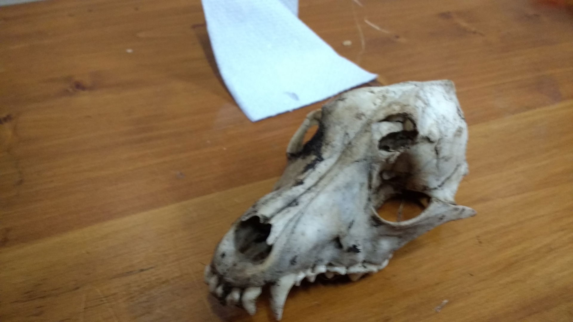 Skull found at the bottom of a cliff in Kijabe, Kenya.
