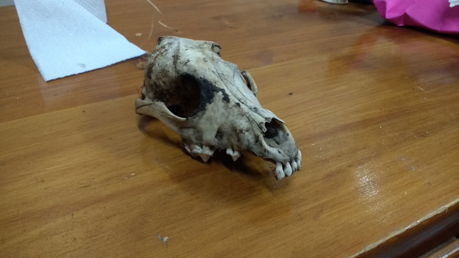 Skull found at the bottom of a cliff in Kijabe, Kenya.