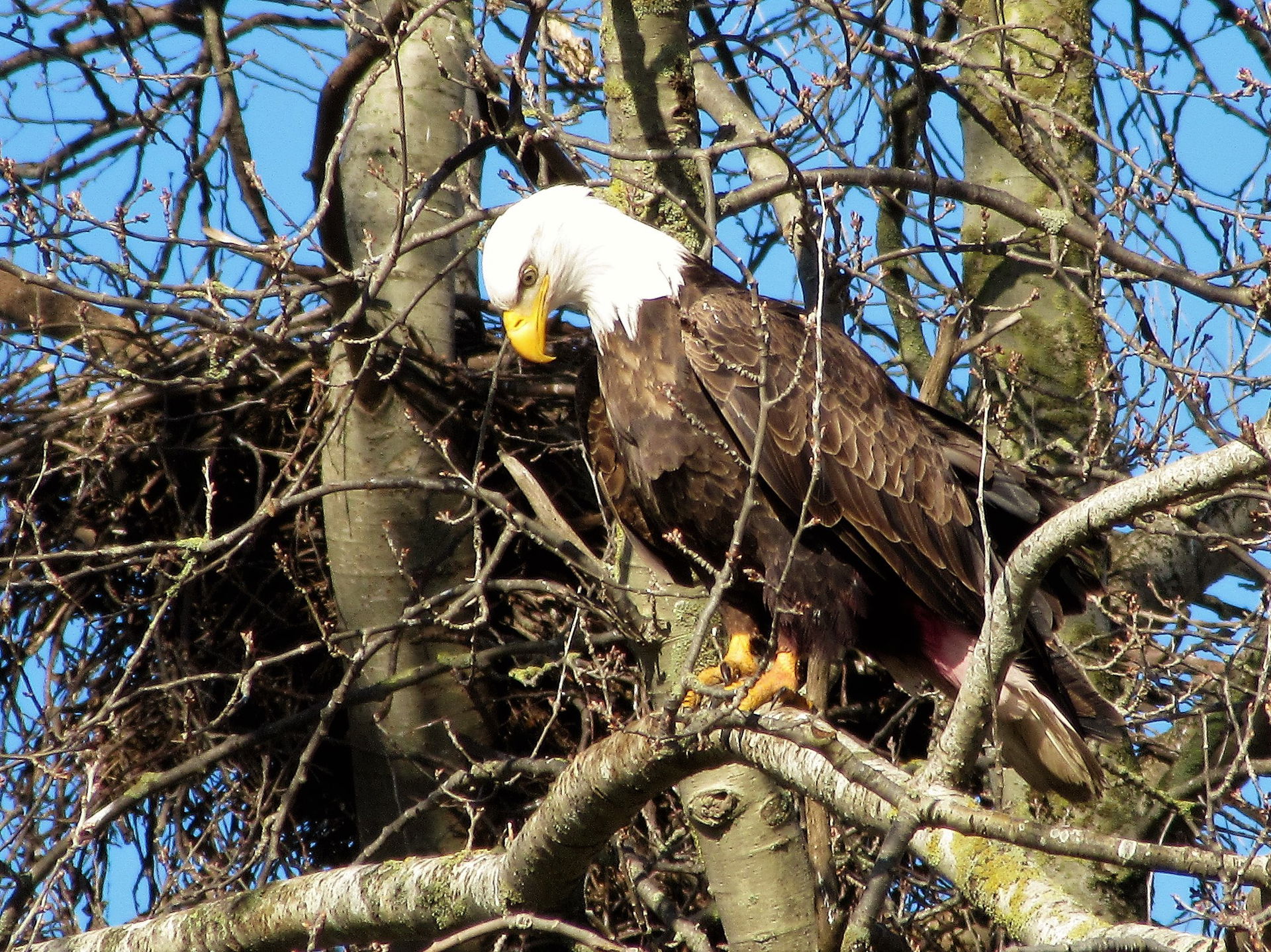 This winter hundreds of hungry bald eagles have flocked to orga…