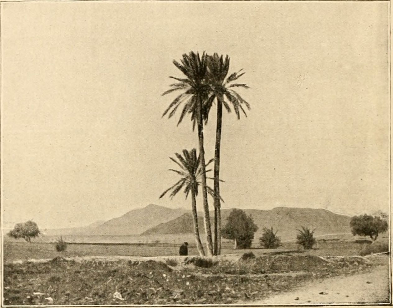 Gafsa, photographie prise par le docteur Tersen — Illustre le r…