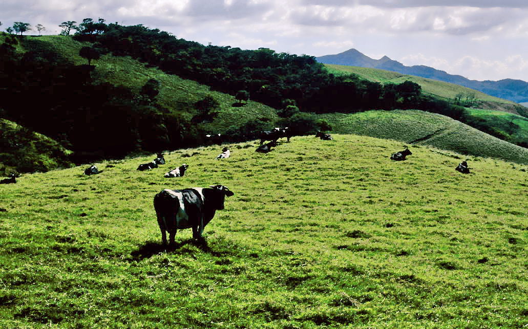 Cattle on the slopes of Tilarán Range. Guanacaste, Costa Rica