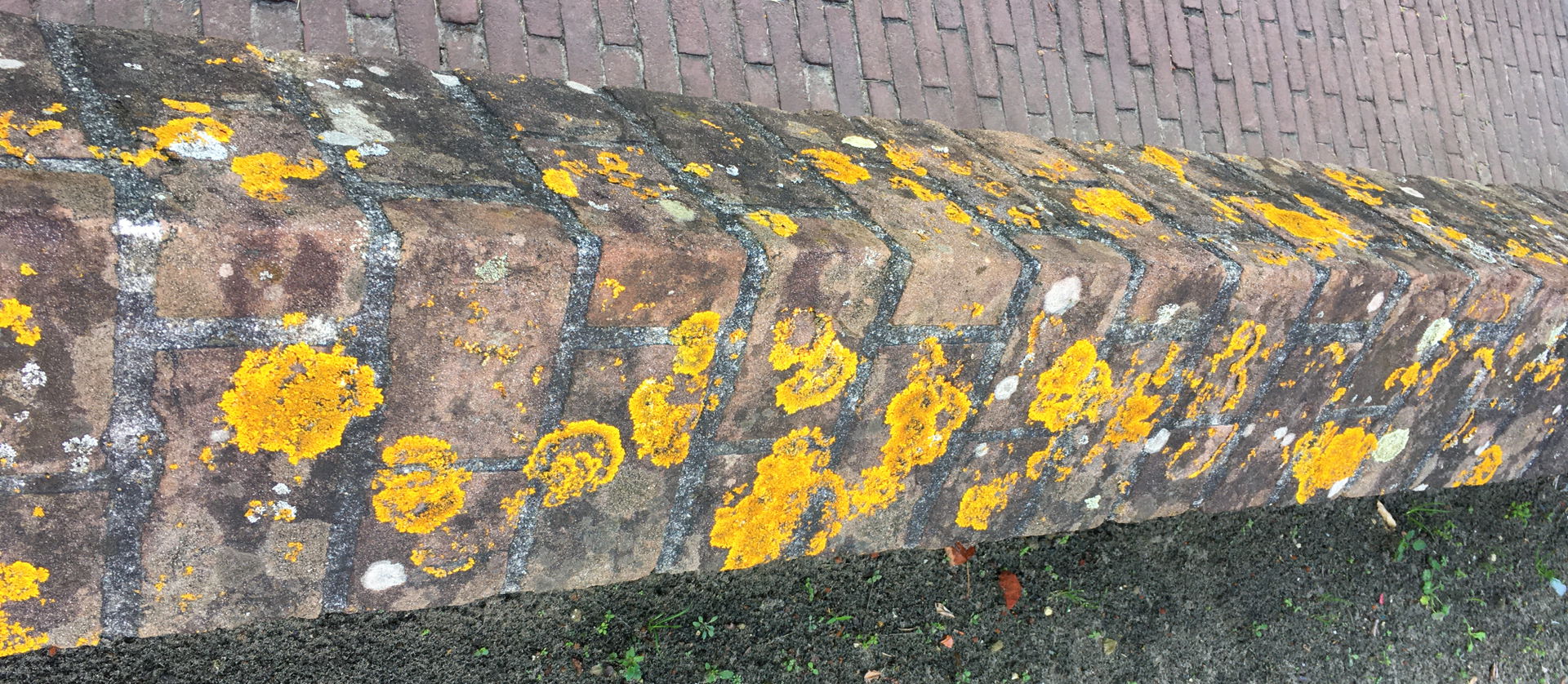 Een bovenaanzicht van de associatie van oranje dooiermos (Xanth…