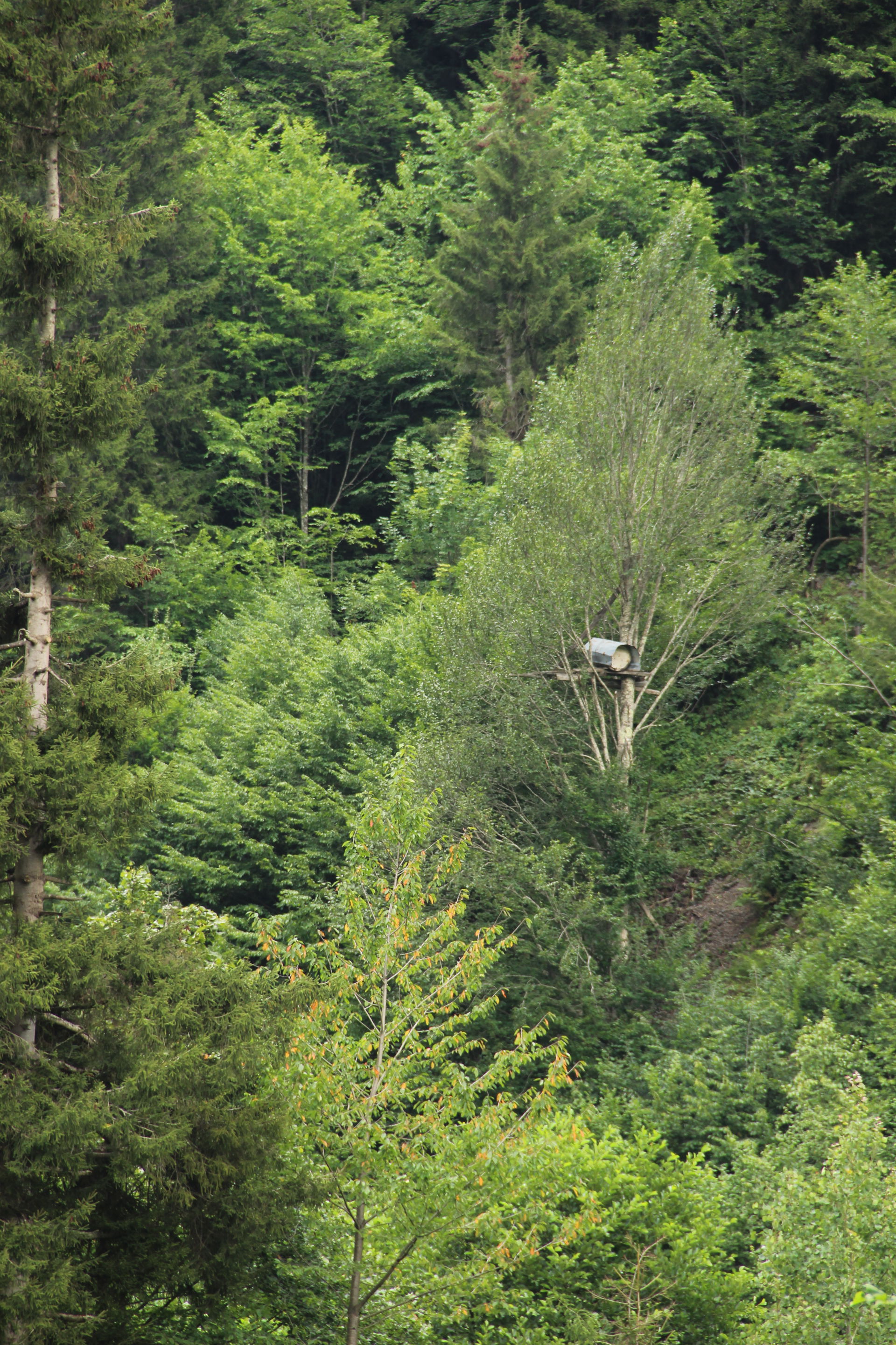 Beehive on tree, Rize 2014