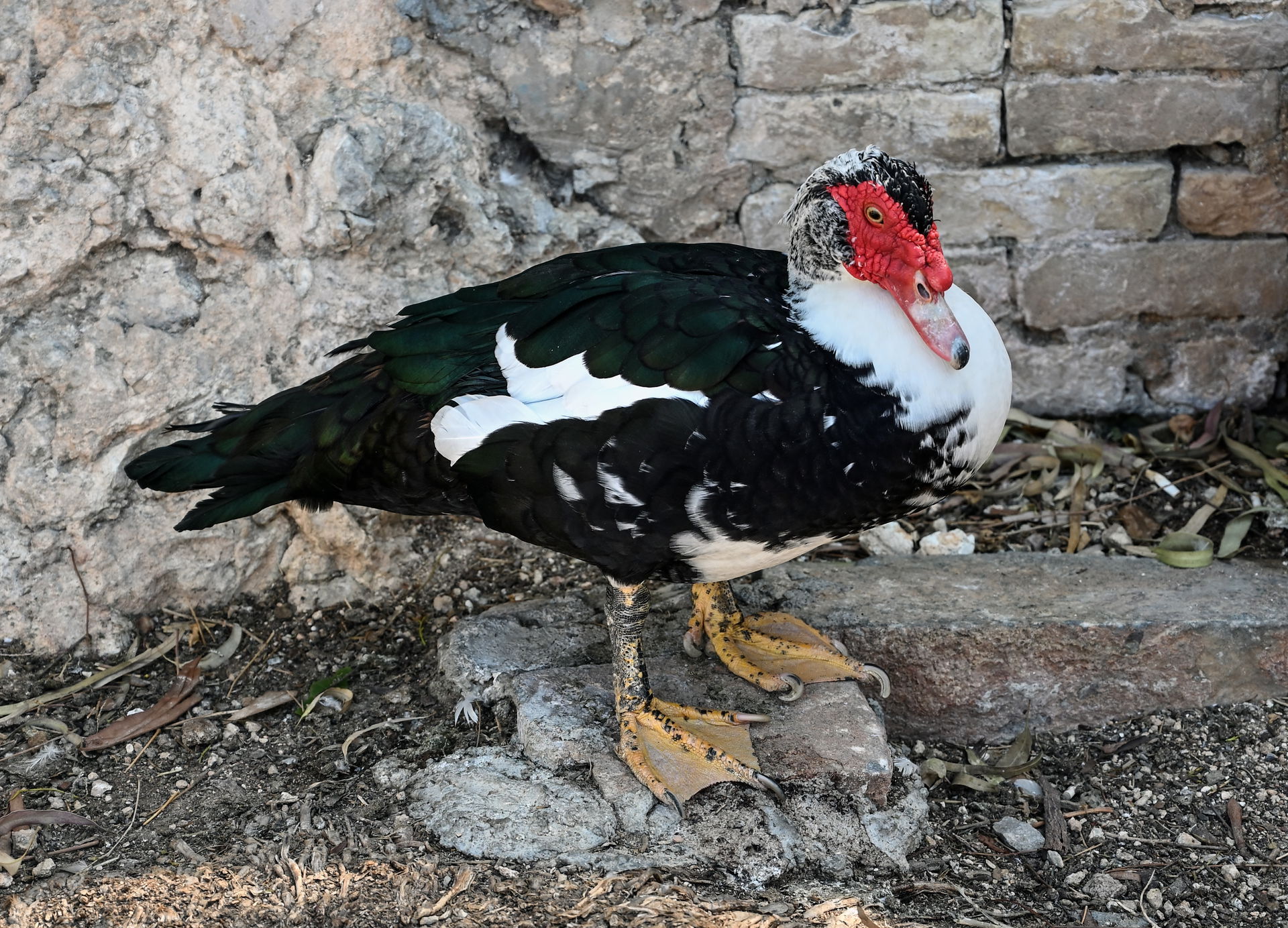 Domesticated duck on the banks of lake Voulismeni at Agios Niko…