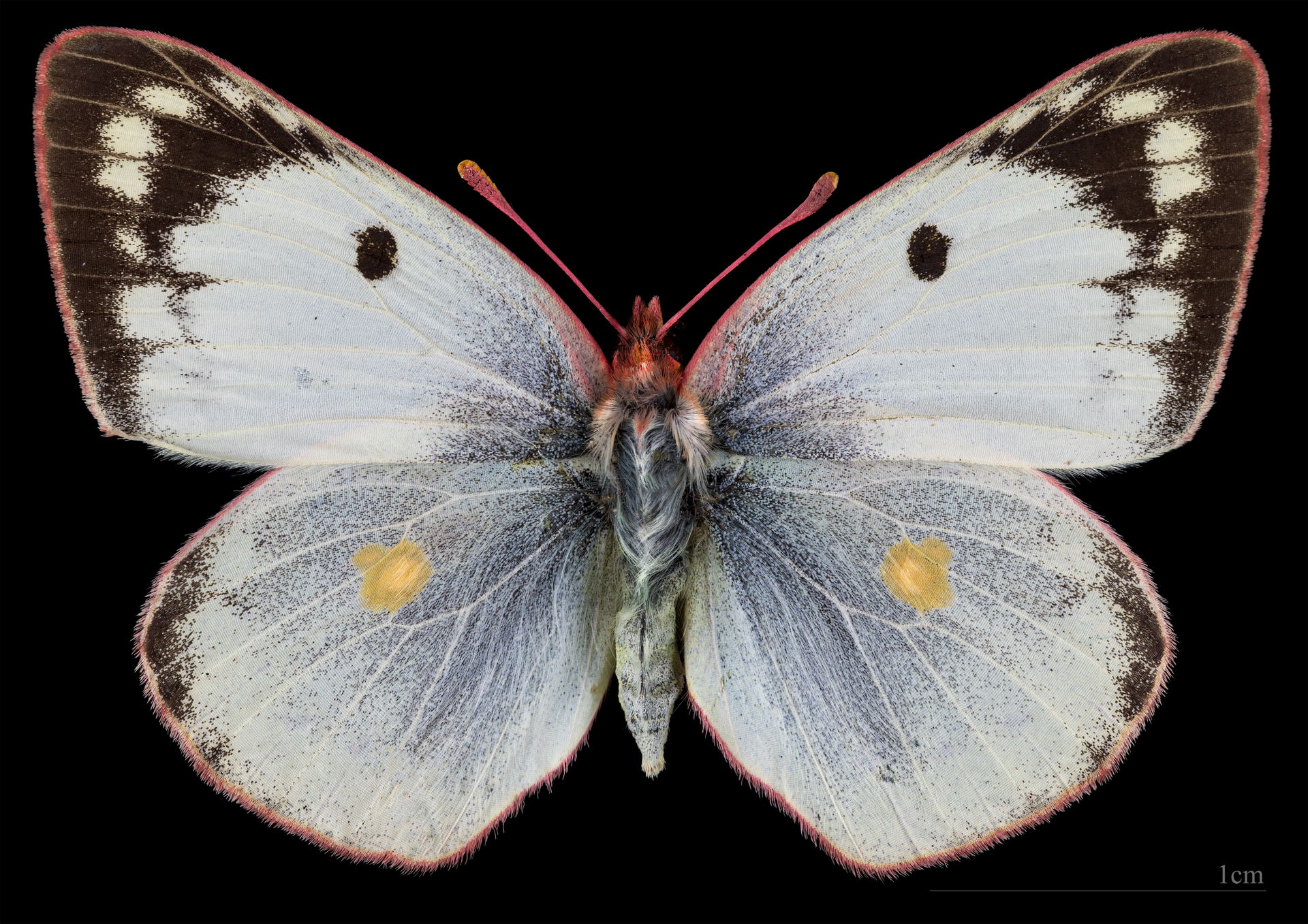 Colias hyale hyale- Dorsal side