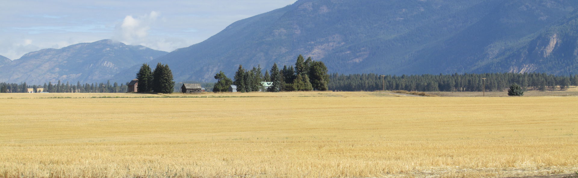 Wheatfields along the Trumble Creek Rd, Kalispell, Montana.