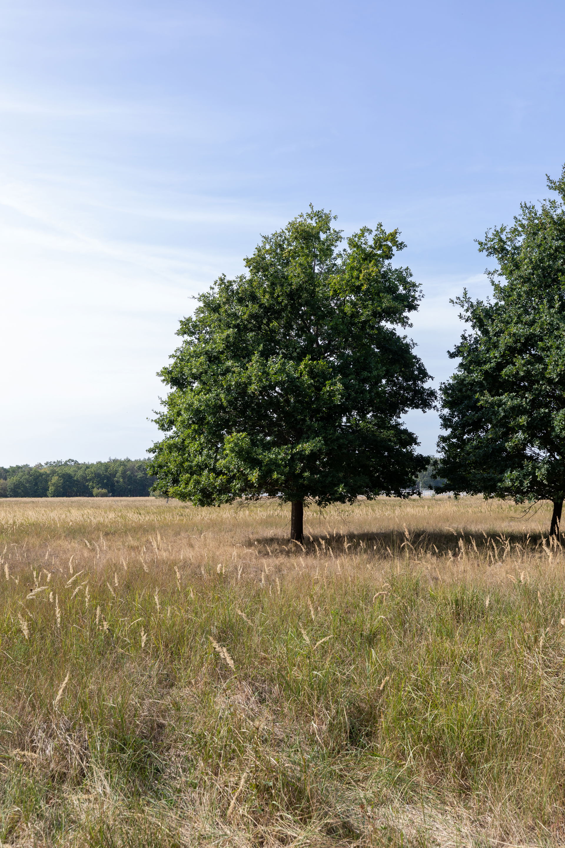 Trees in Mönchbruch nature reserve, Rüsselsheim