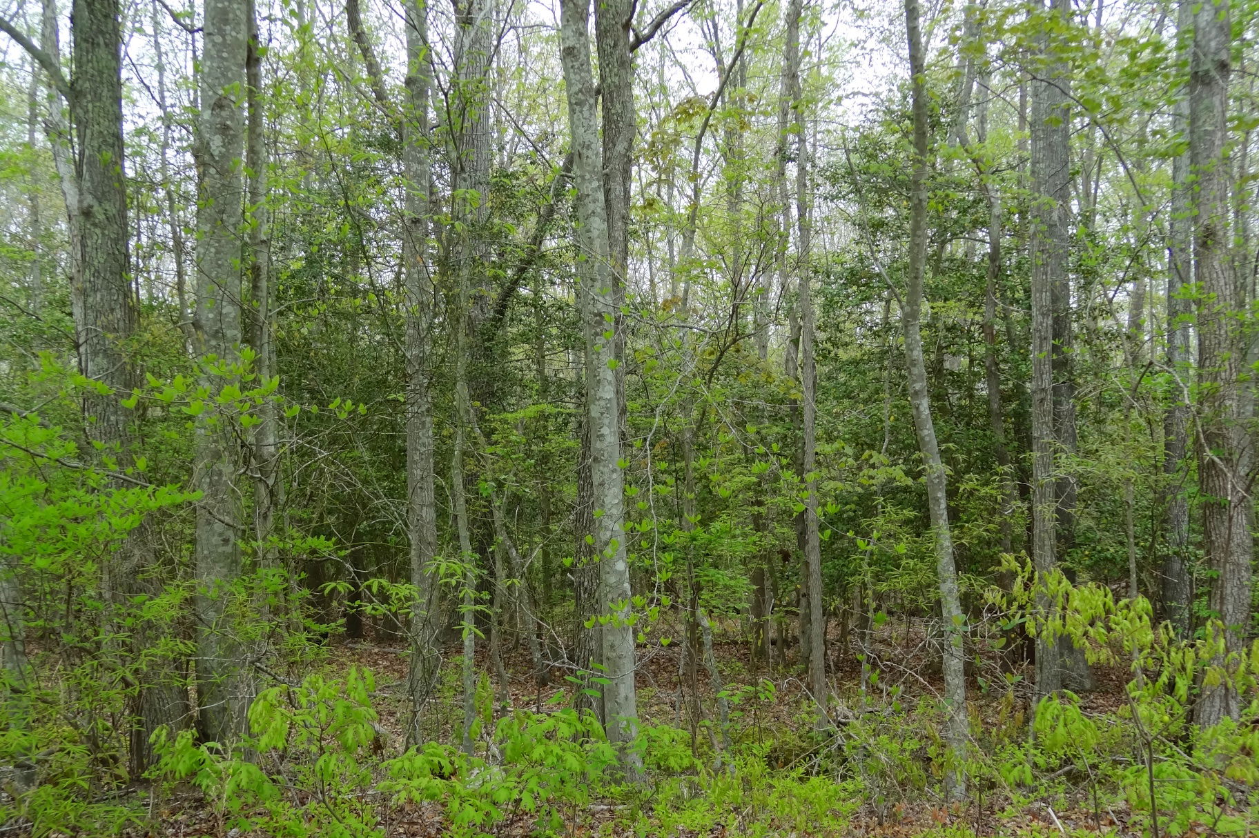 View of bottomland hardwood forest in Manahawkin Wildlife Manag…