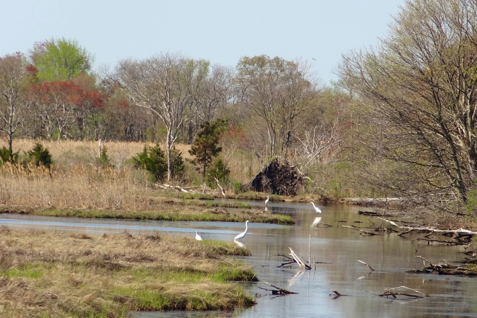 View of Manahawkin Wildlife Management Area.