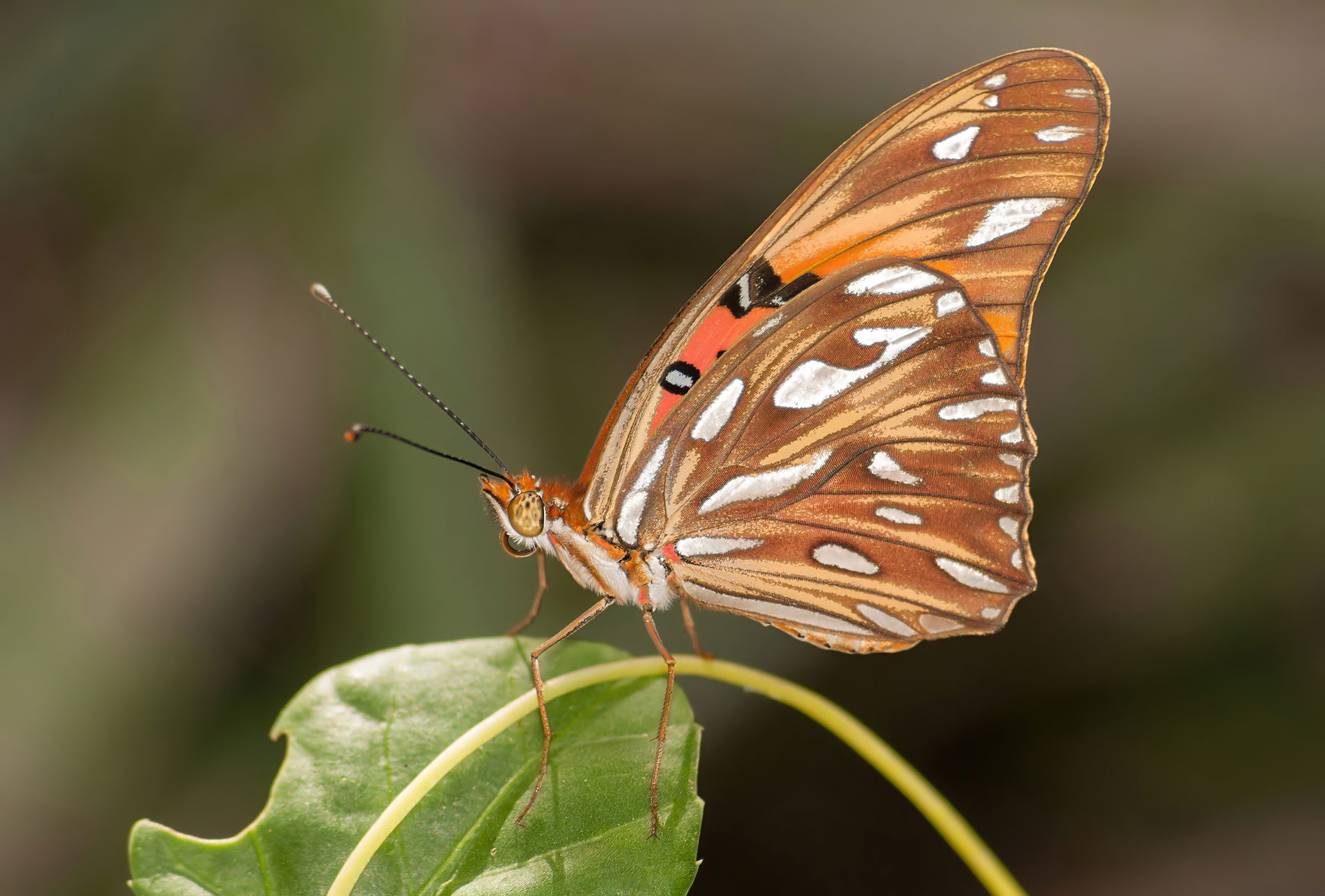 Agraulis vanillae (Linnaeus, 1758) in Isla Margarita