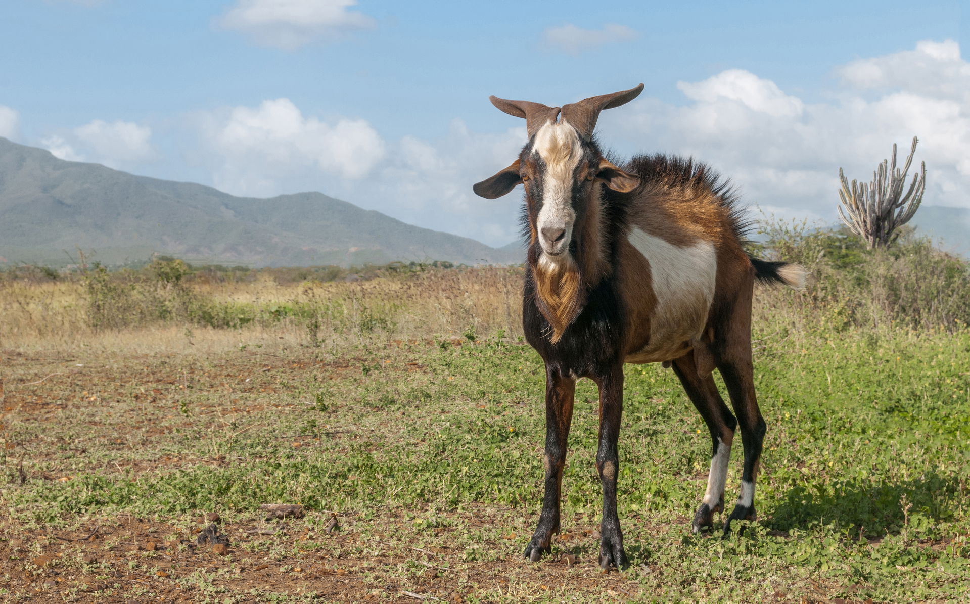 Male goat (Capra aegagrus hircus), isla Margarita, Venezuela