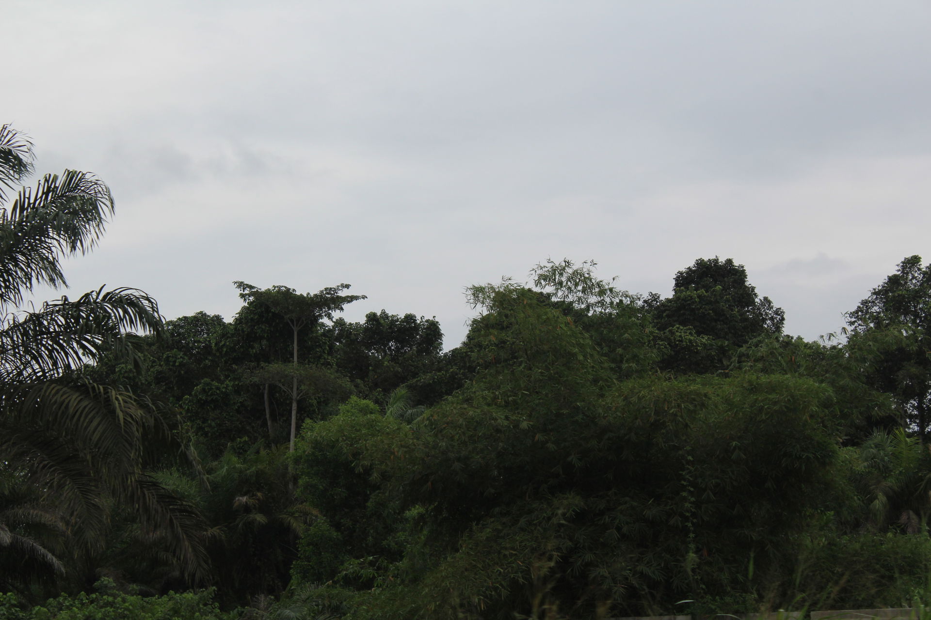 Typical vegetation close to Pointe-Noire