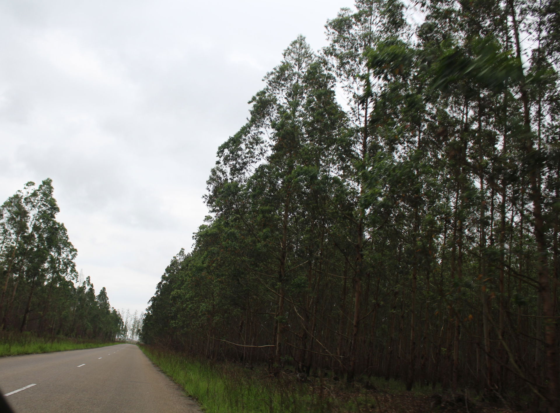 Eucalyptus plantations close to Diosso - Pointe-Noire area (Rep…