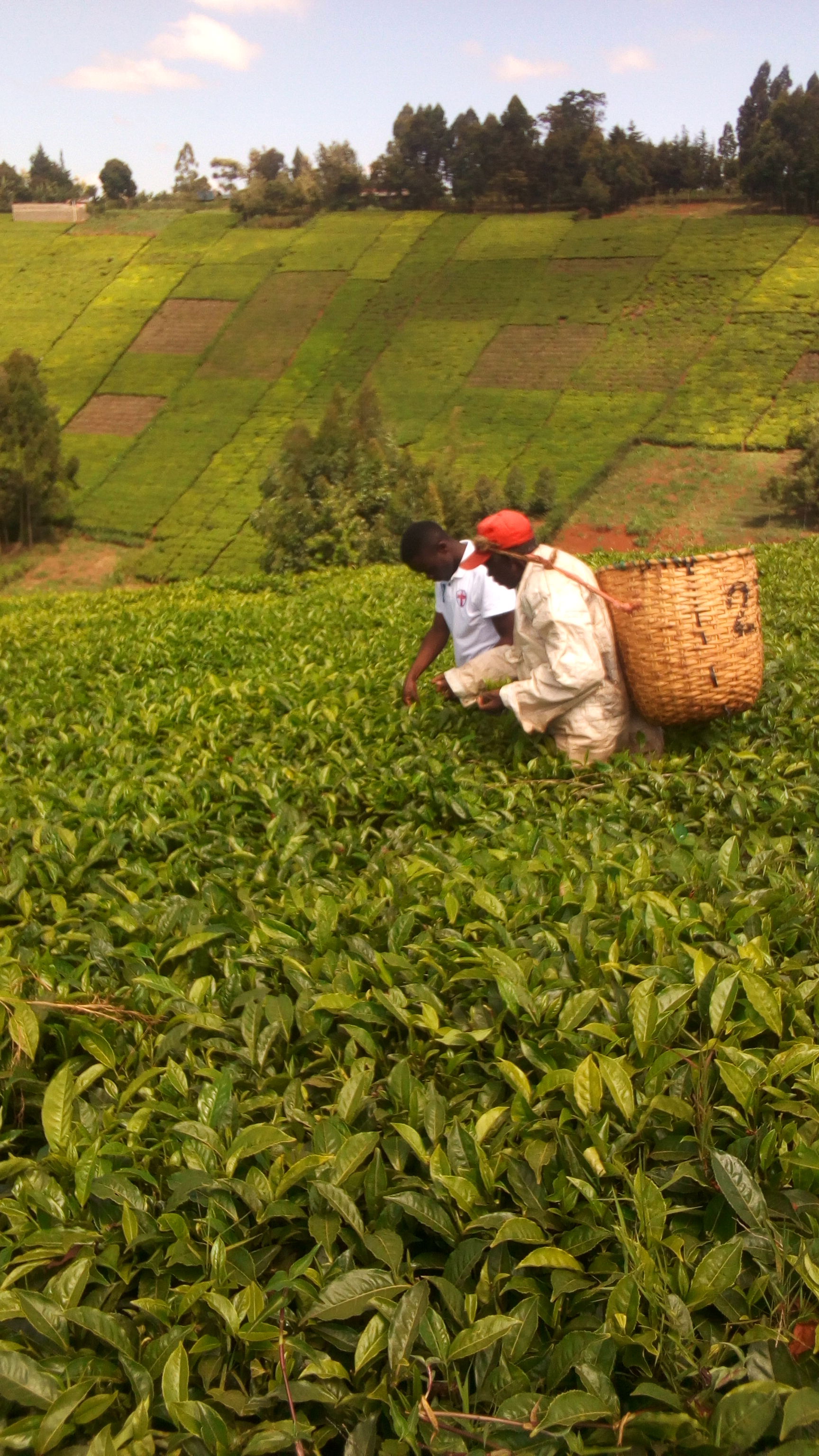 This is an image of "African people at work" from
