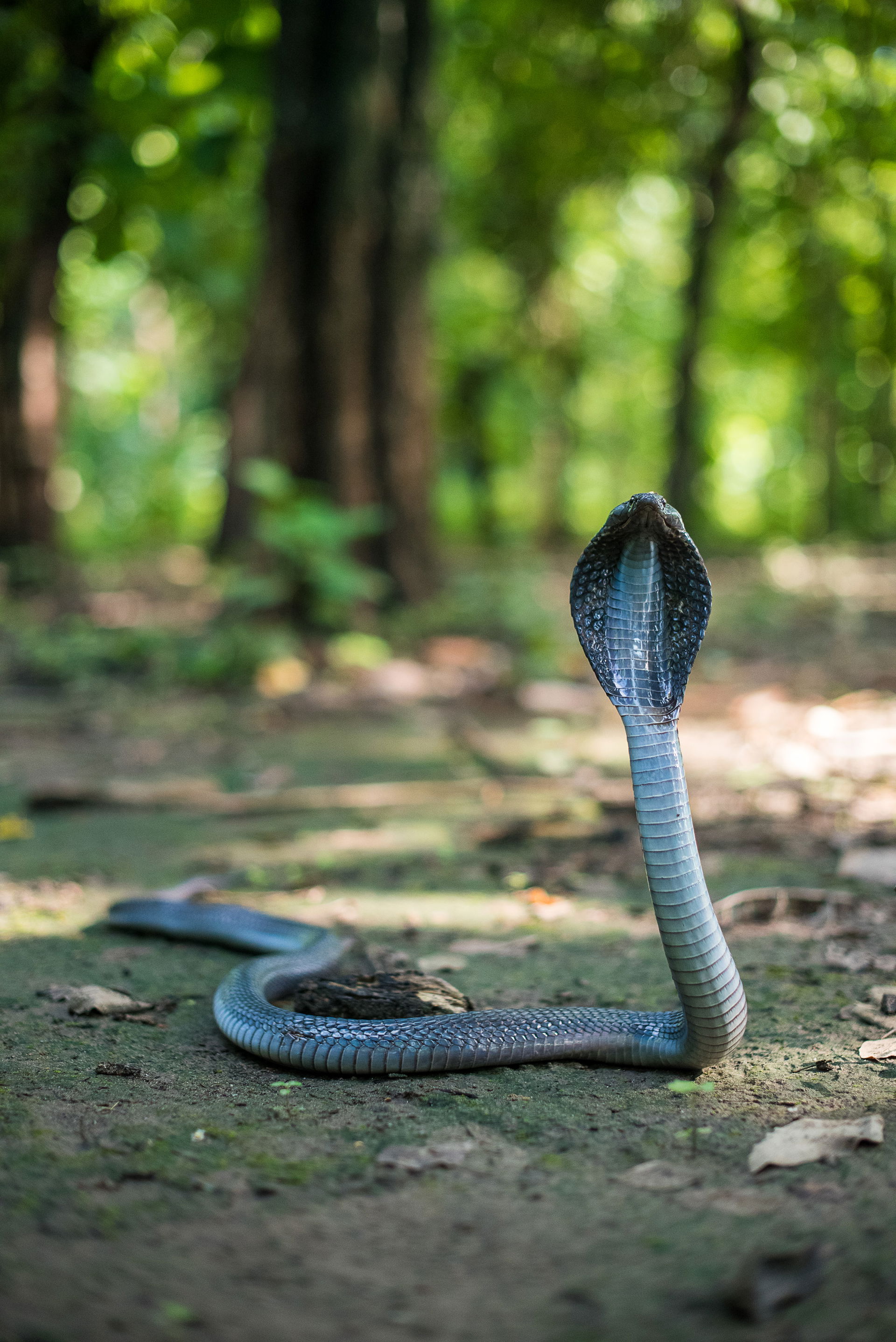 Adult Indian Cobra found in Banbasa, Uttarakhand, India.