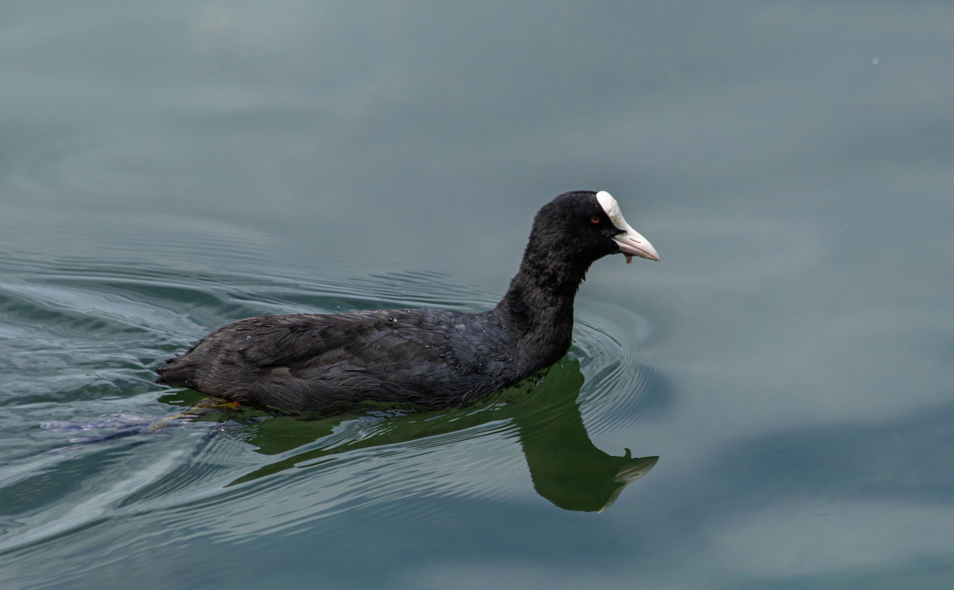 Title: Canada goose in the bathing lake in Bensheim
Designation…