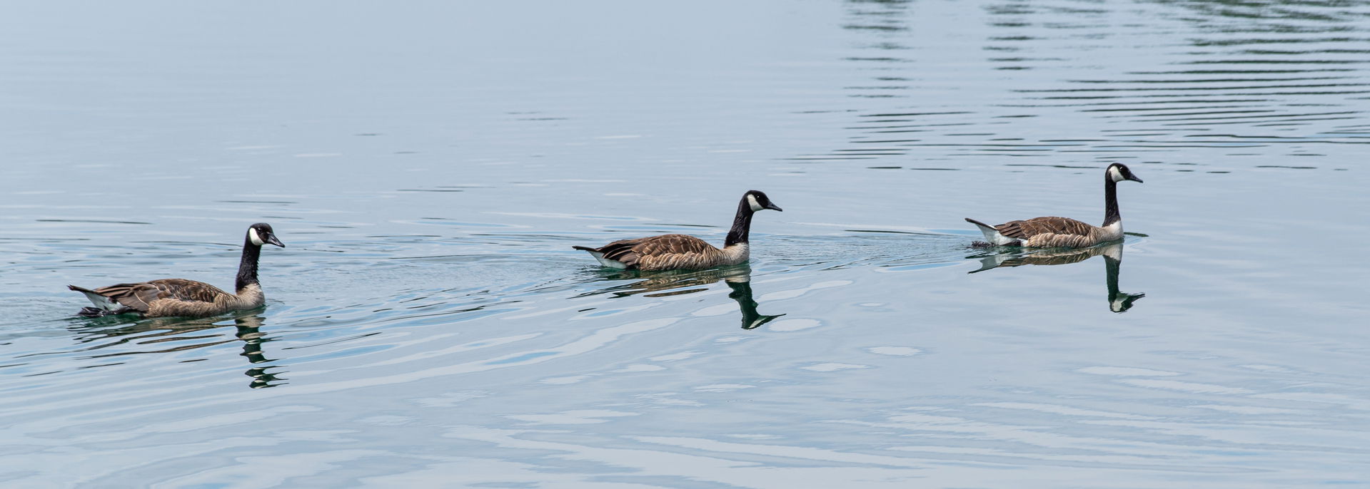 Title: Canada gooses in the bathing lake in Bensheim
Designatio…