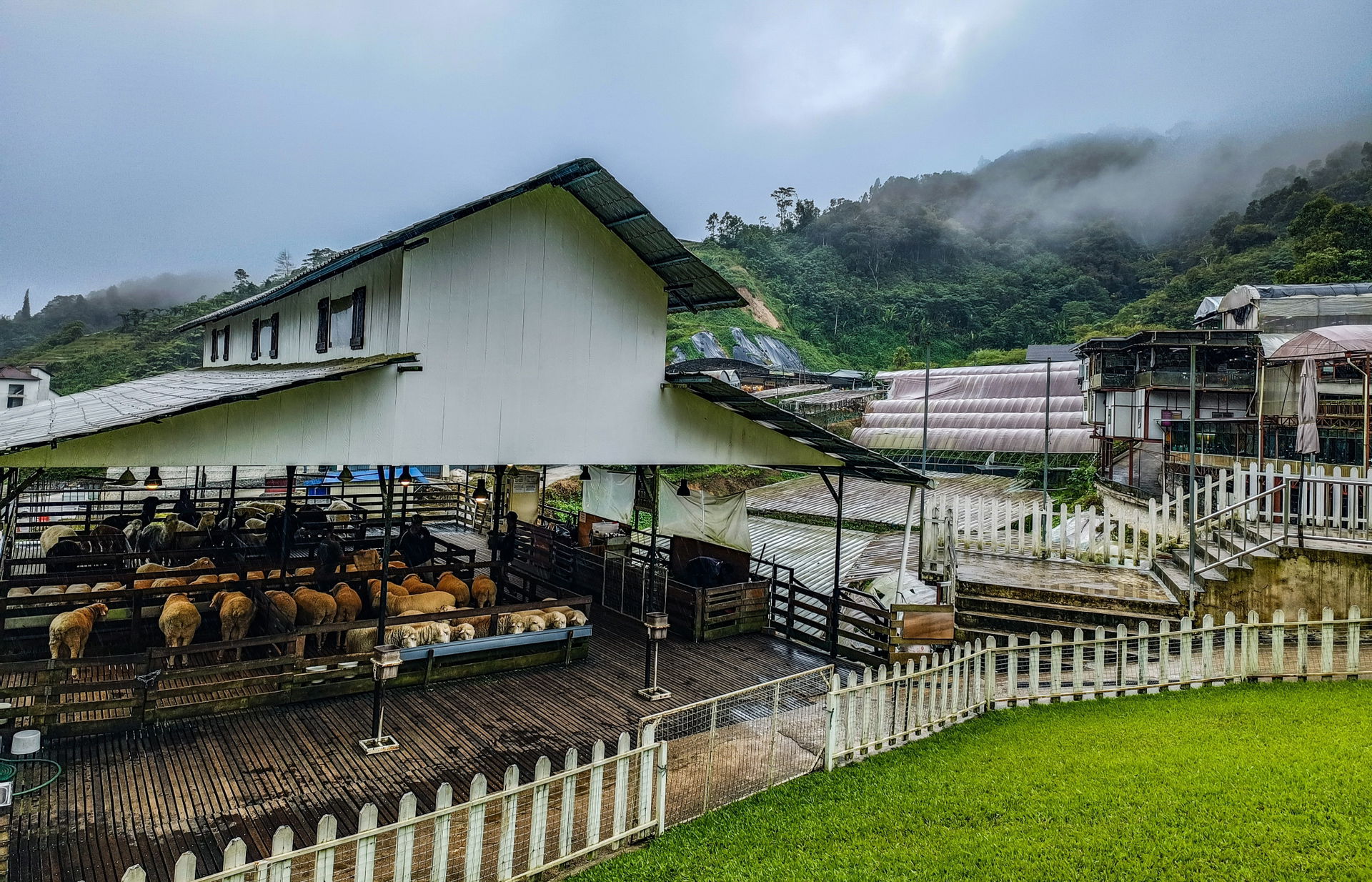 Sheep Sanctuary, Cameron Highlands 202412