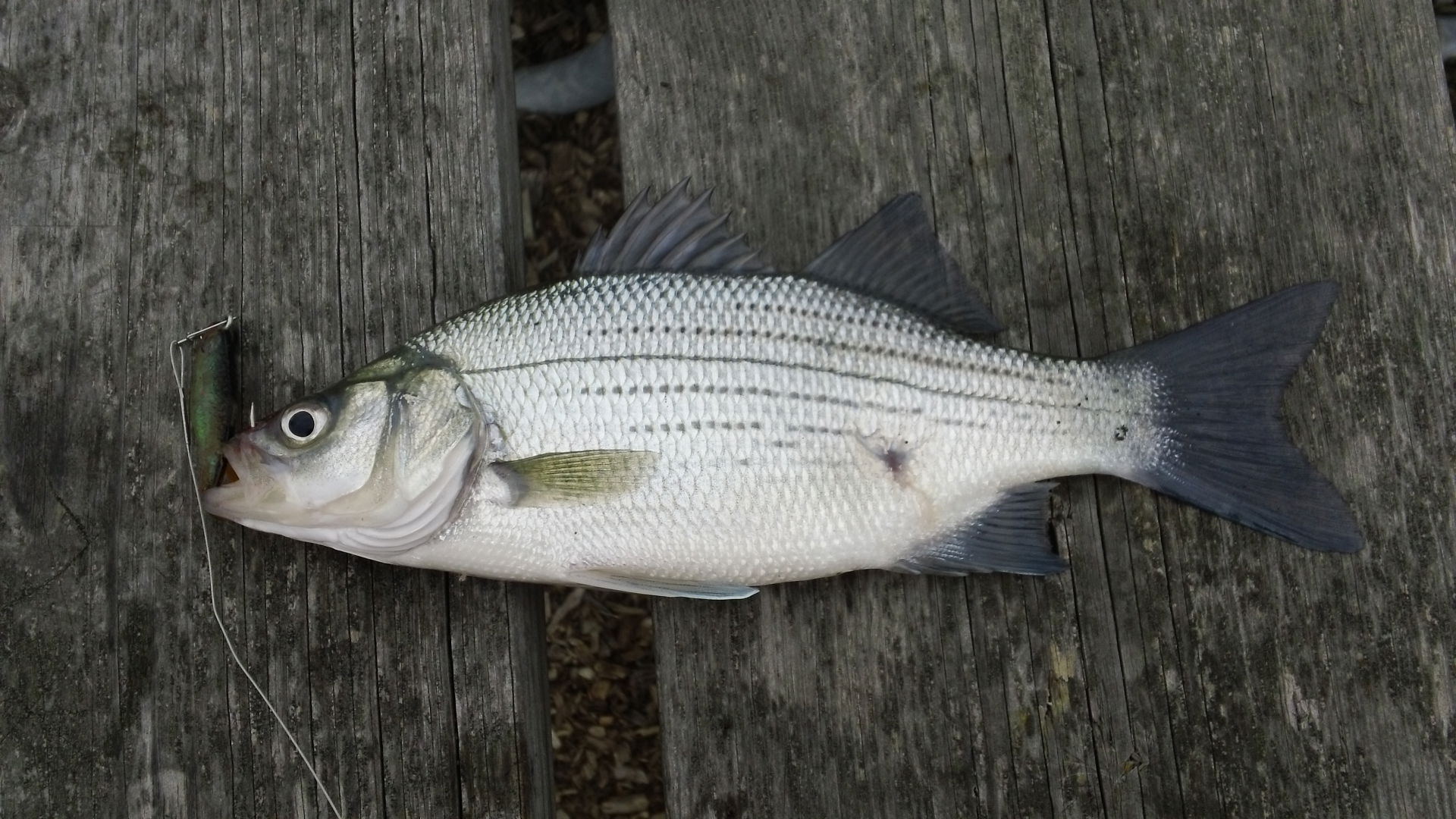 A white bass, caught in Grosse Pointe Woods, MI.