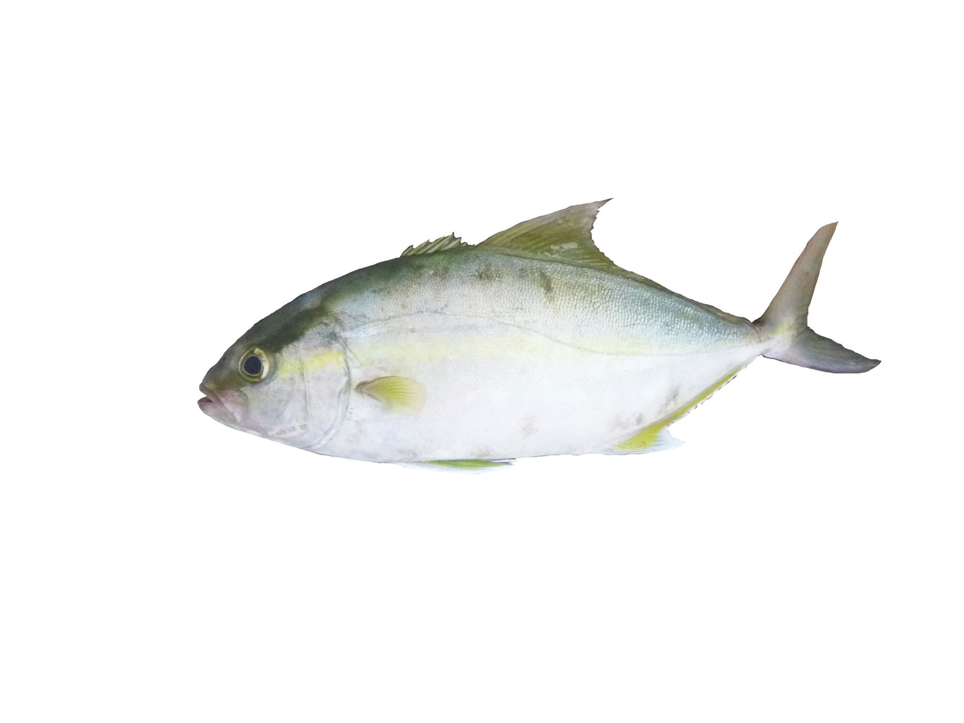 Bastard carp, love trevally, tuna trevally, leerfish (local nam…