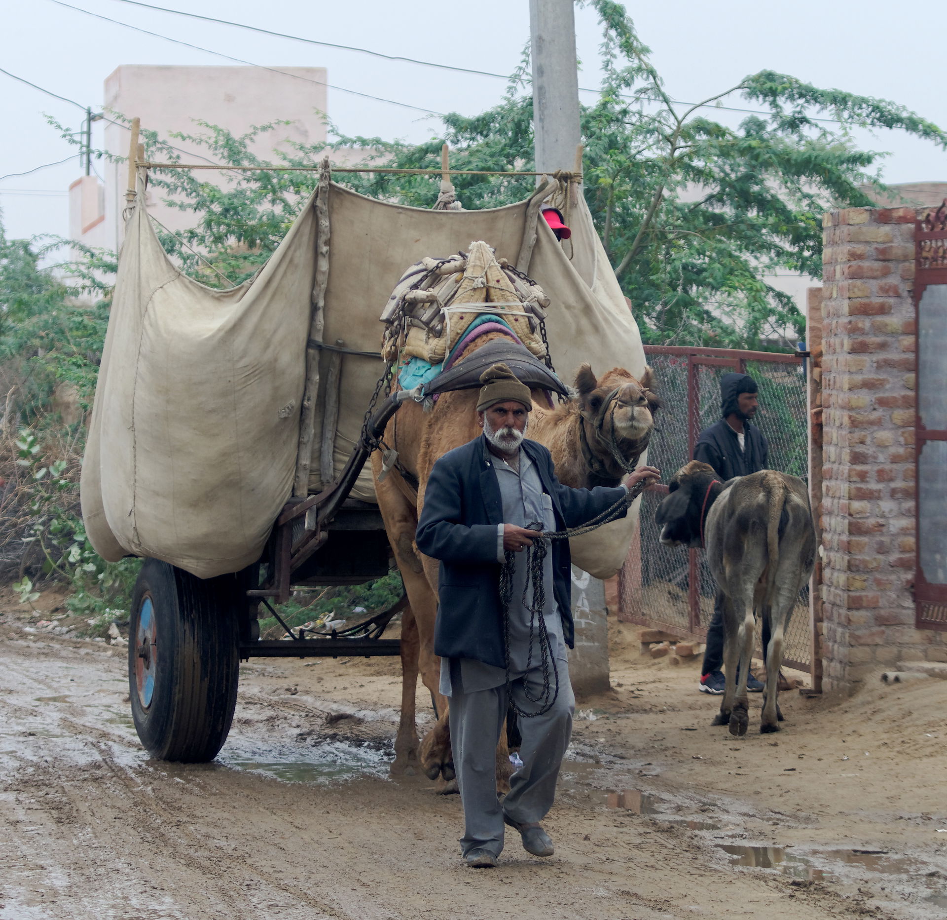 Man with camel-drawn cart in a village near Bikaner, India
