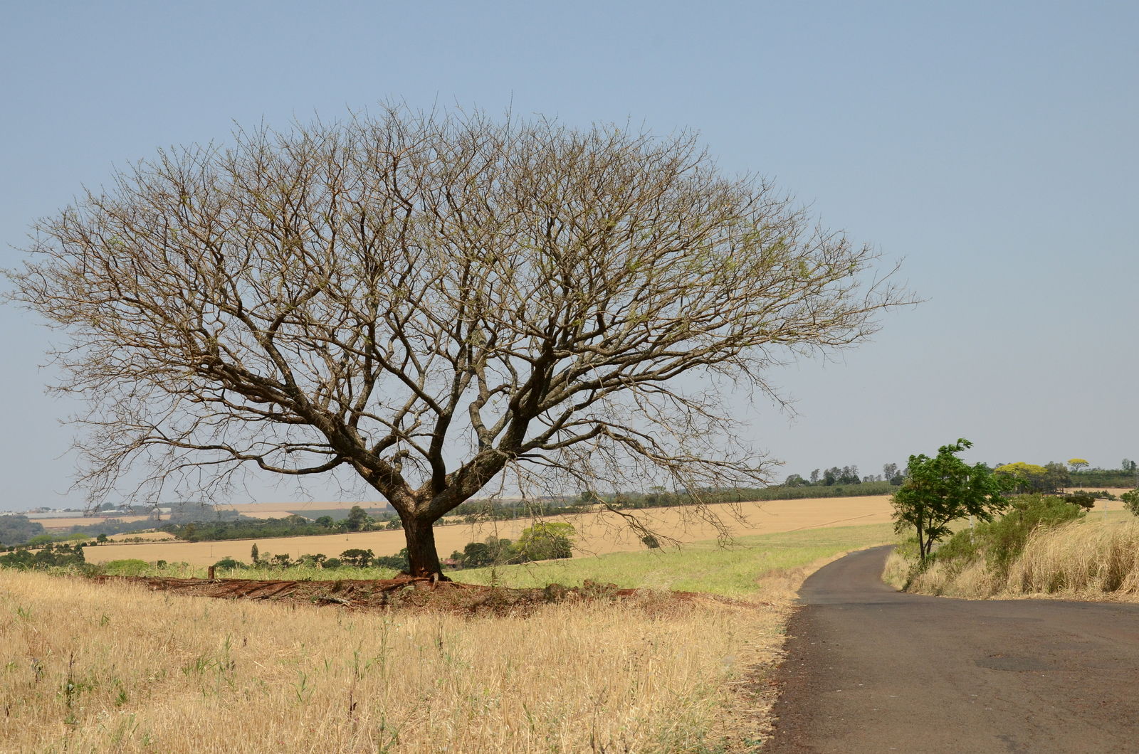 Rolândia - State of Paraná, Brazil
