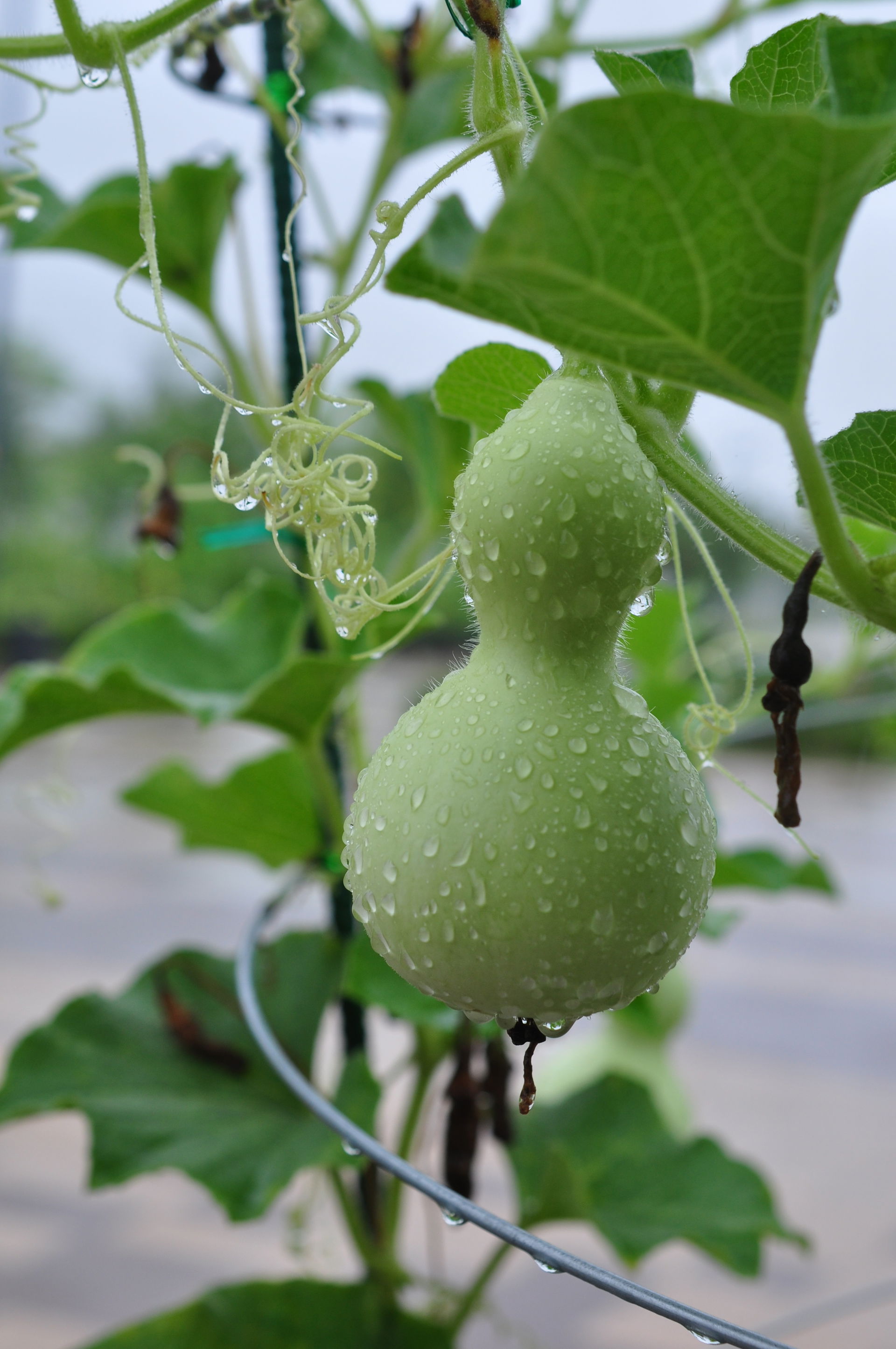 Calabash (Lagenaria siceraria) in Seoul