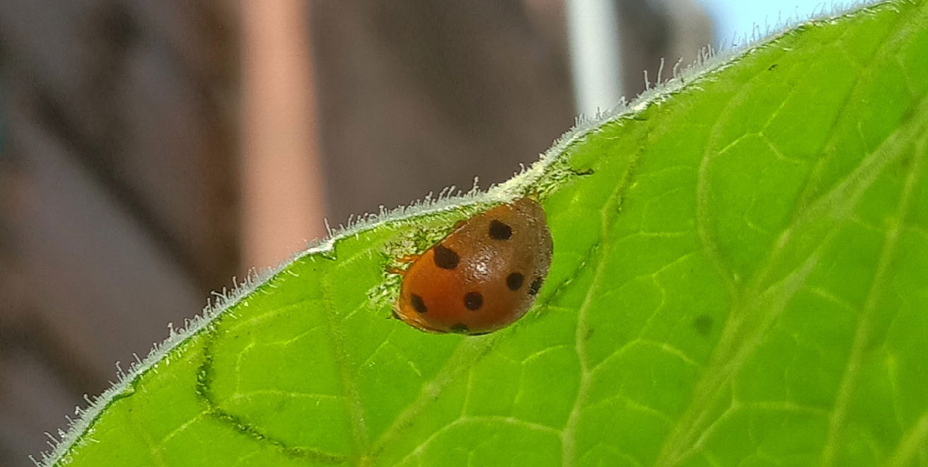 A bean beetle (genus Henosepilachna) captured on a calabash lea…