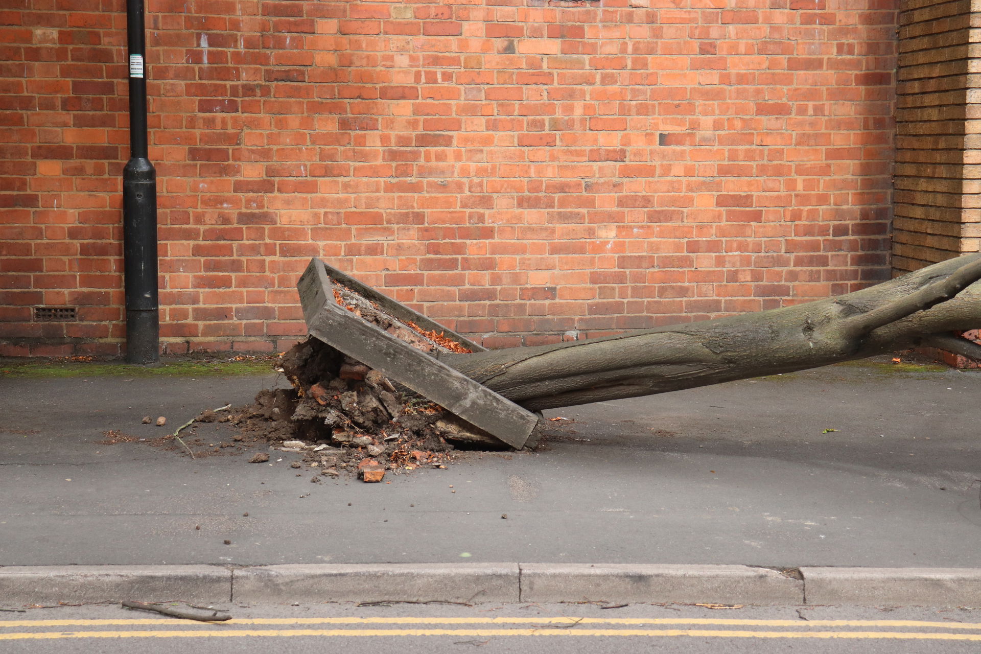 Fallen Tree in Dormer Place due to strong winds from Storm Ali,…
