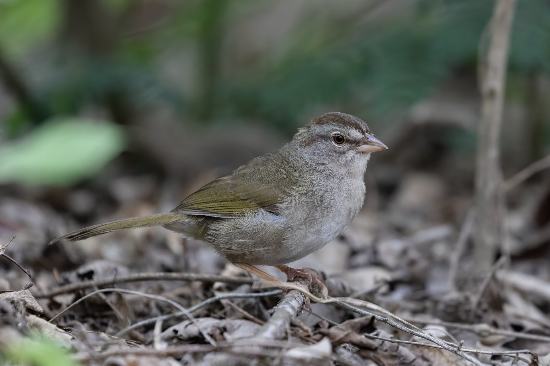 An Olive Sparrow on the forest floor in Mission, TX.