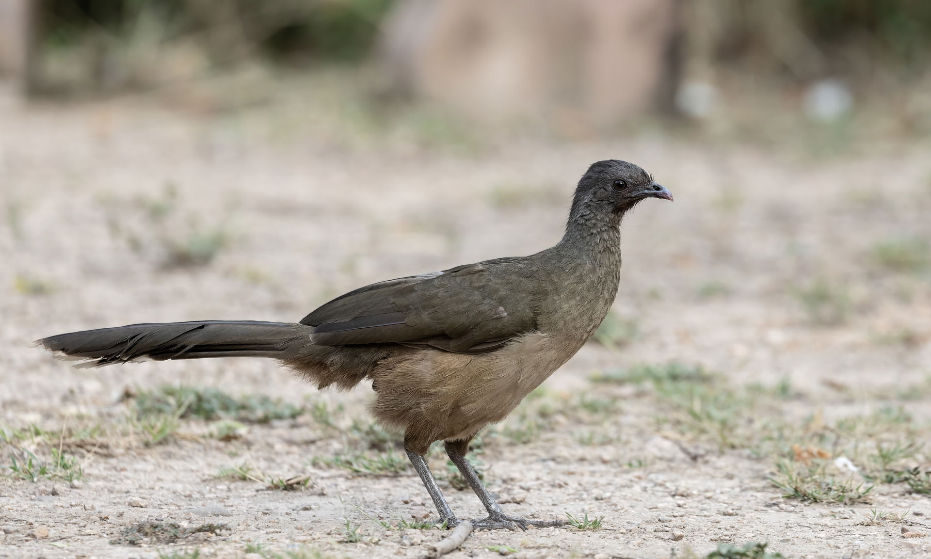A Plain Chachalaca in Mission, TX.
