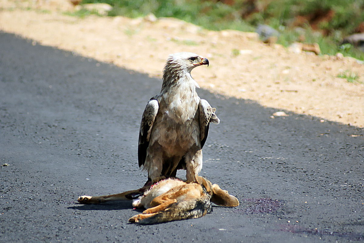 Tawny Eagle with a Black-backed Jackal road traffic victim on t…