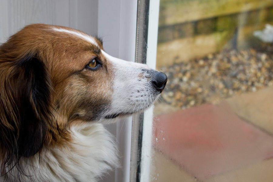 500px provided description: Jessie the Collie. [#window ,#dog ,…