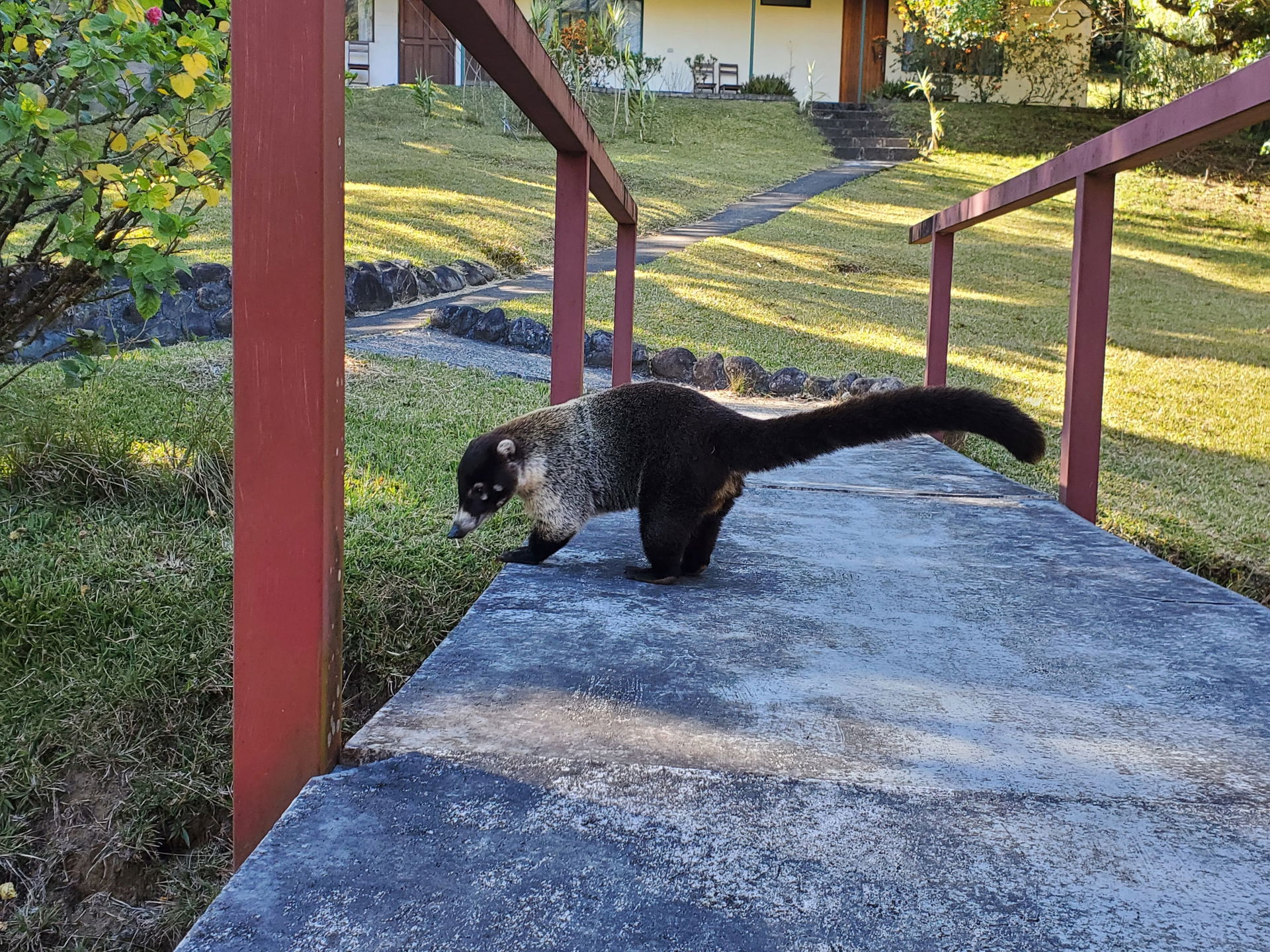 A White Nosed Coati (Nasua narica) seen in Monteverde, Costa Ri…