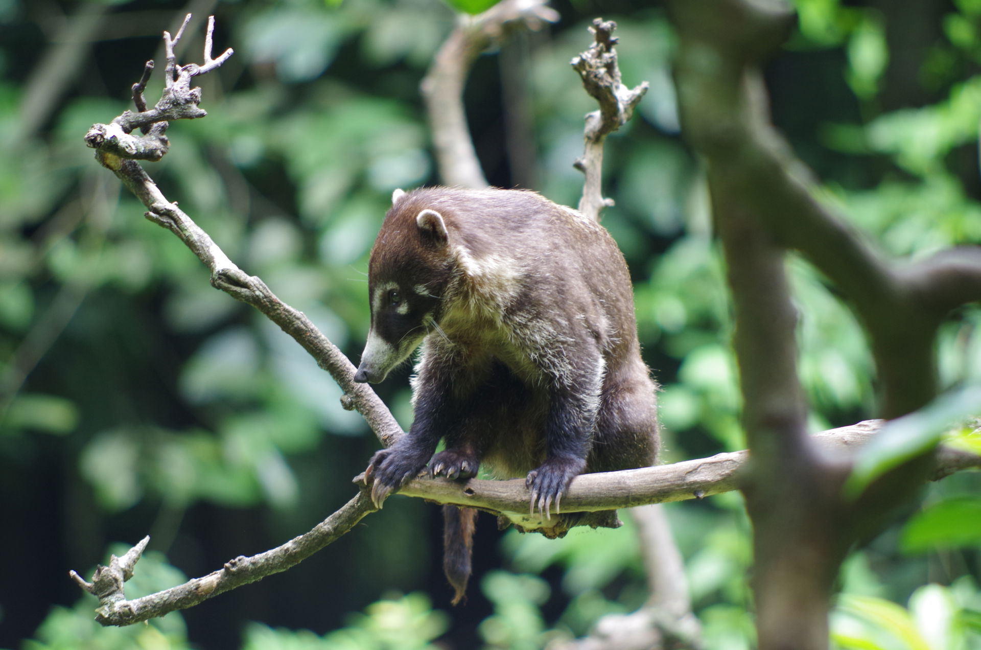 Coatí de nariz blanca (Nasua narica) de perfil en el Zoológico …