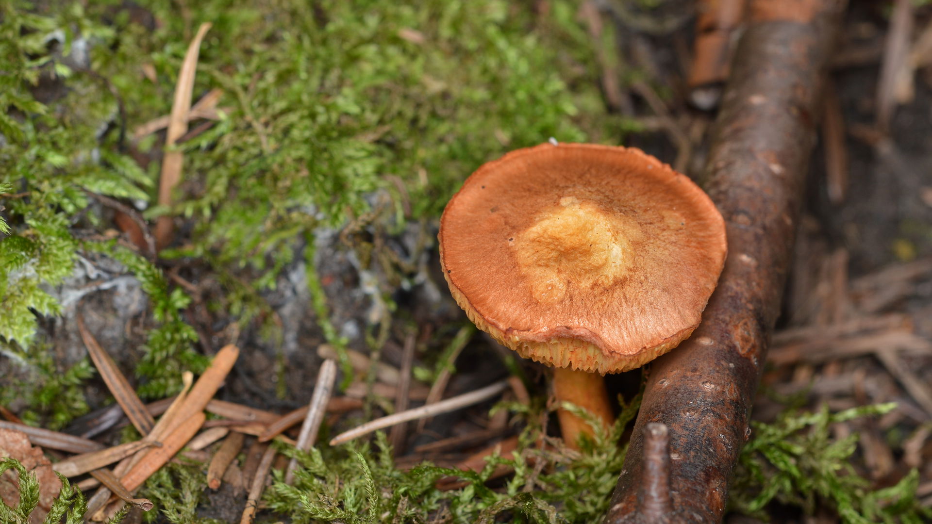Bolete (Boletaceae) in La Pêche, Québec, Canada.