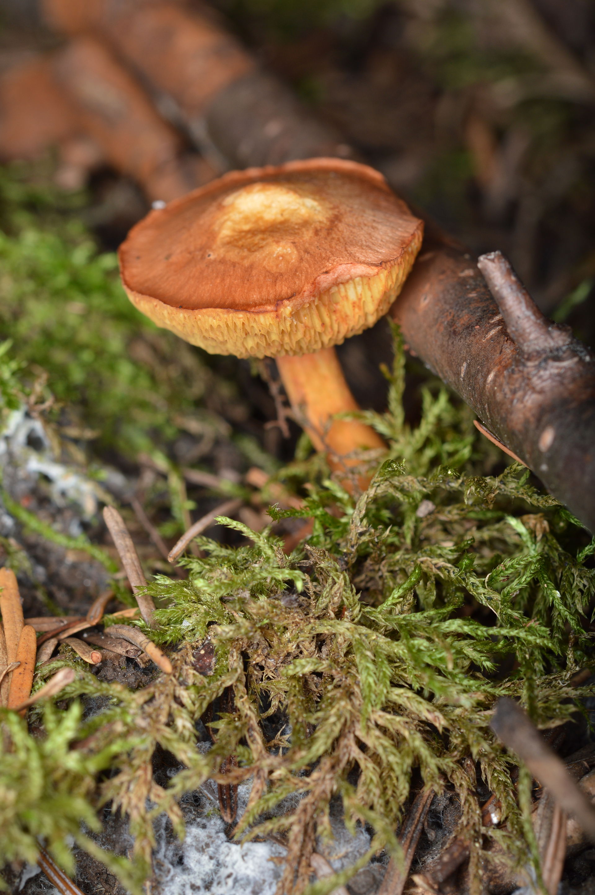 Bolete (Boletaceae) in La Pêche, Québec, Canada.