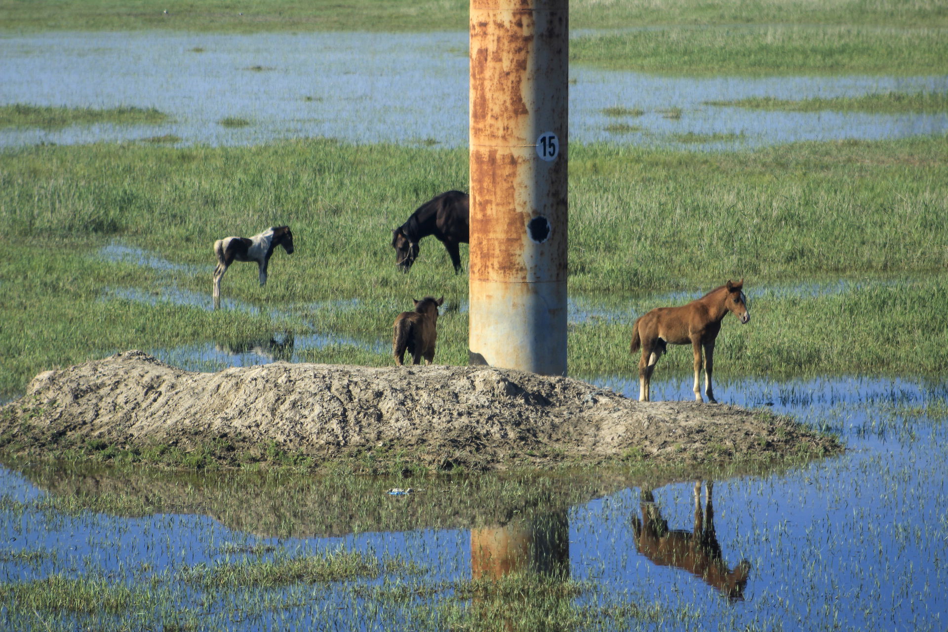 A group of horses grazing in the wetlands around Daqing (likely…