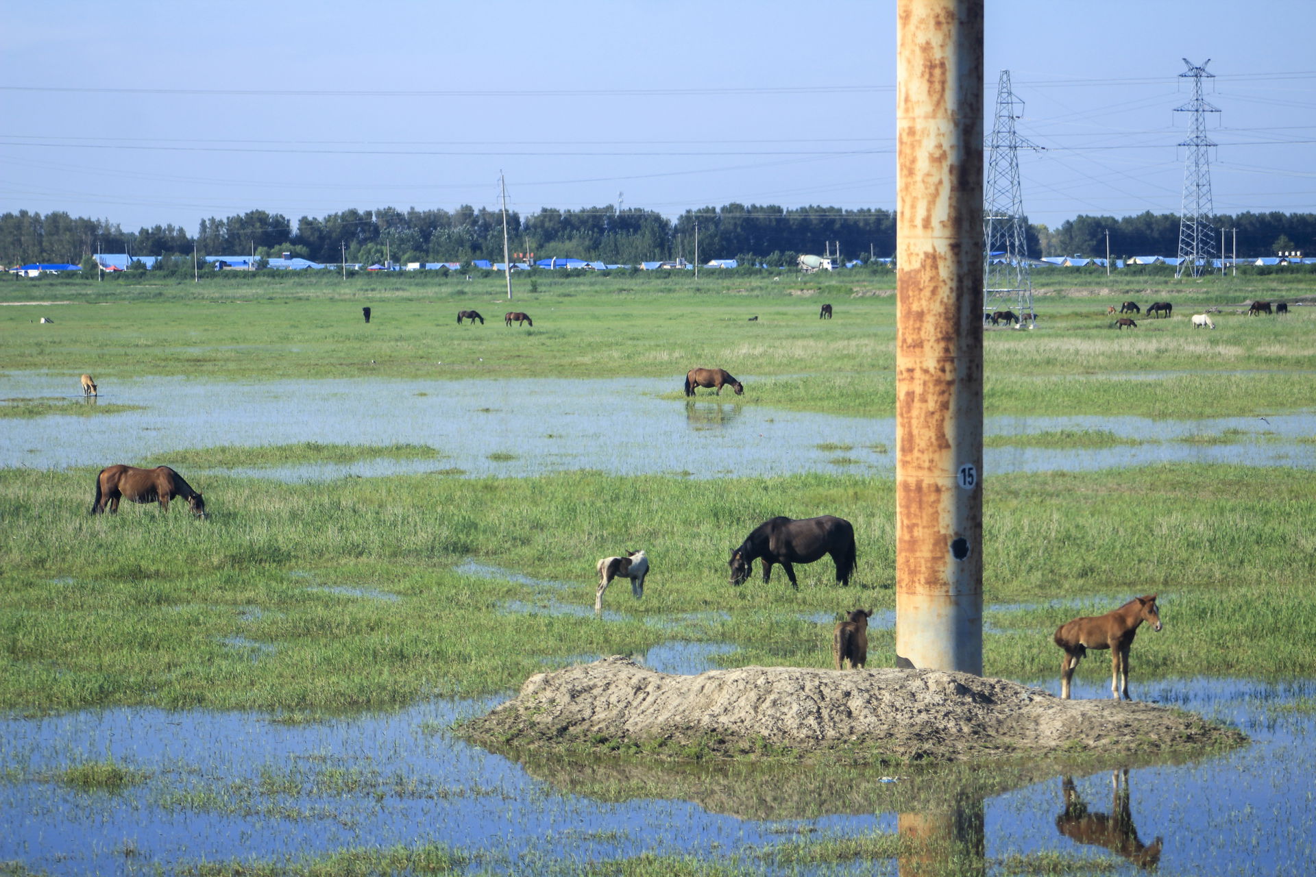 A group of horses grazing in the wetlands around Daqing (likely…