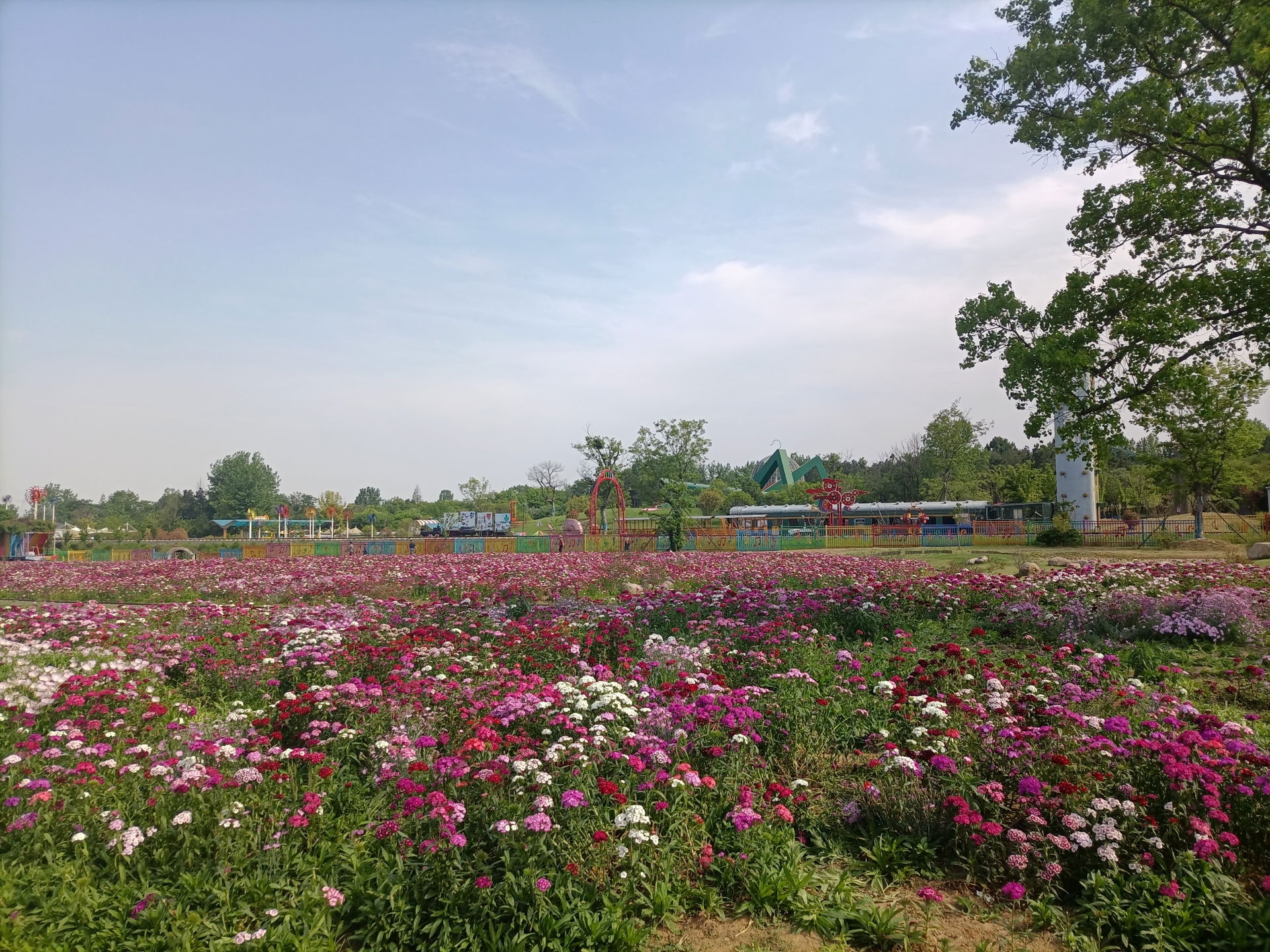 The sea of flowers next to Liyang No.1 Highway