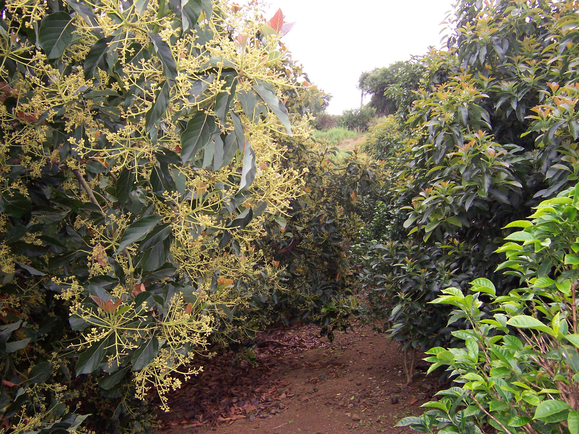 Avocado trees (Persea americana) orchard on Réunion island (Les…