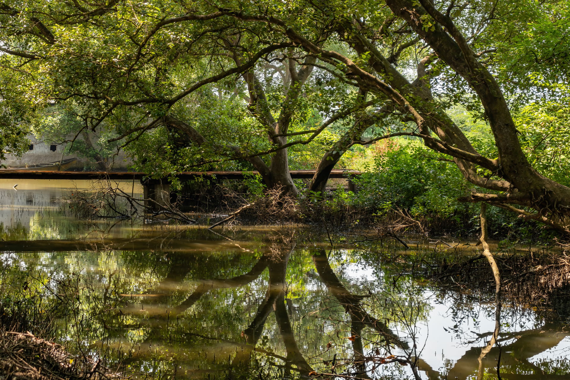 Backwaters in Coringa reserve, Kakinada