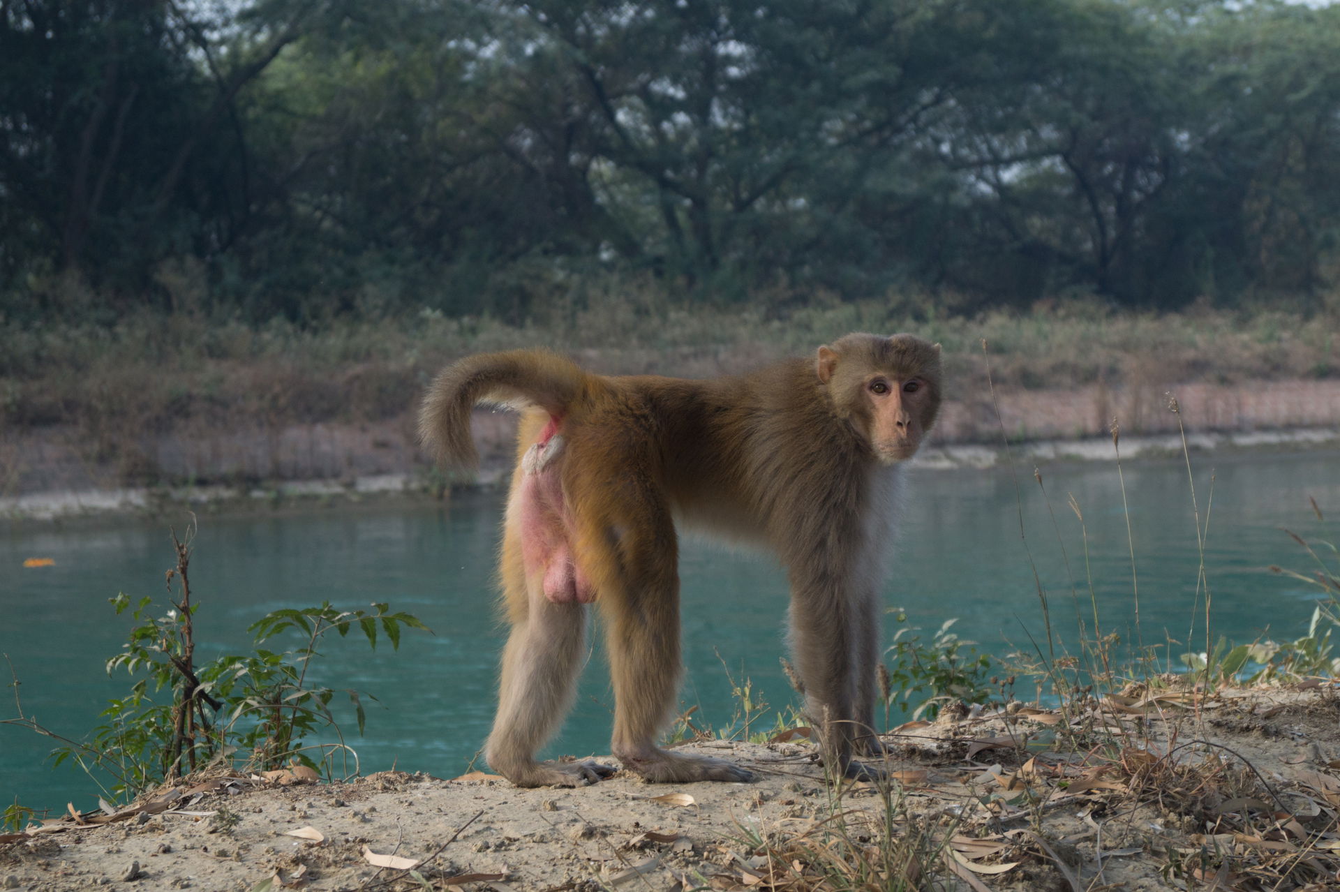 Monkey near Khanna, Punjab