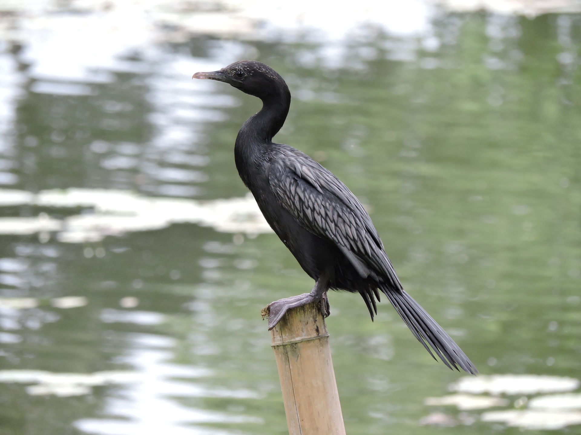The Little Cormorant Microcarbo niger is a member of the cormor…
