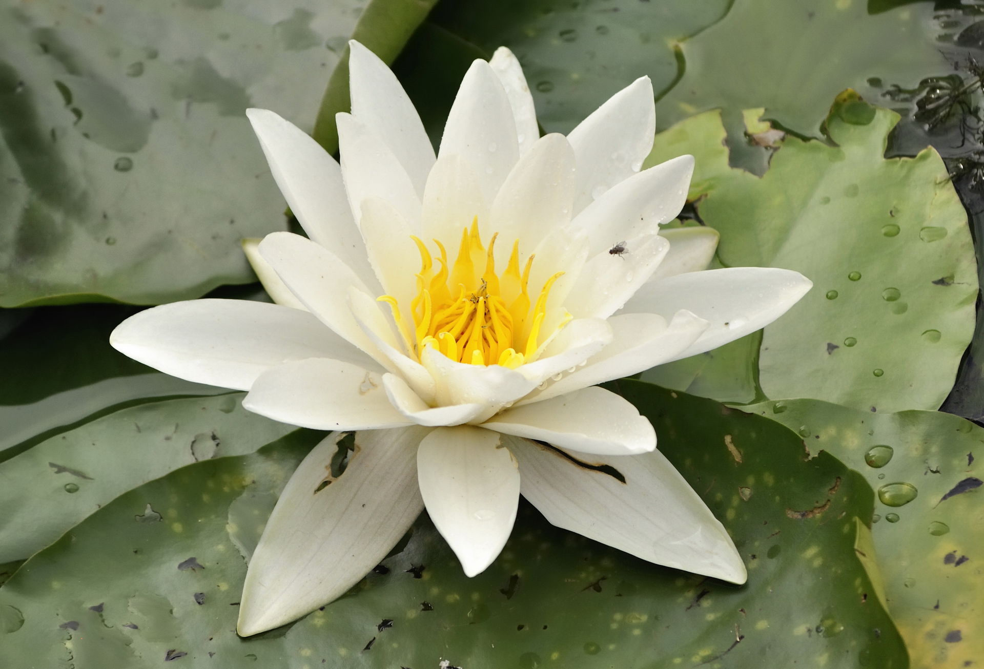 Picture taken in Duisburg during summer meetup. nymphaea alba.