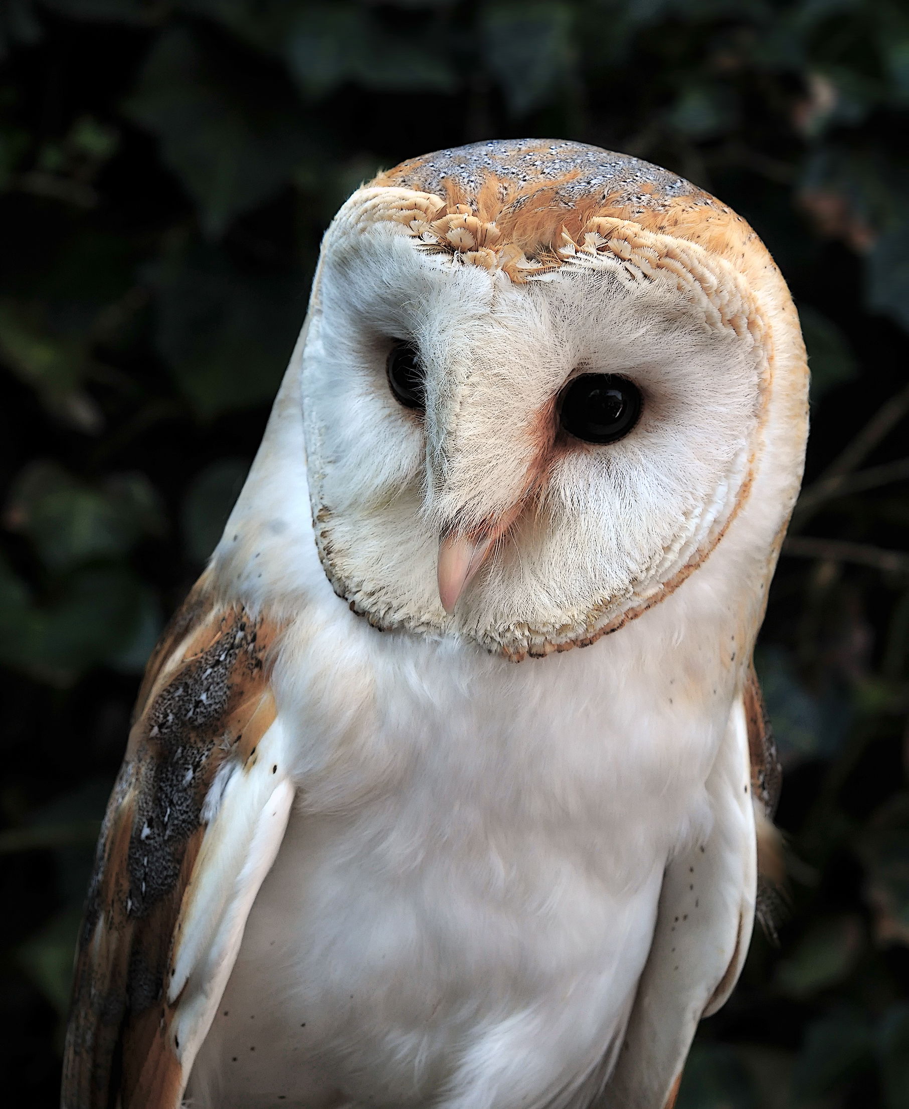 Barn Owl in the Lüneburg Heath Wildlife Park near Nindorf, Hans…