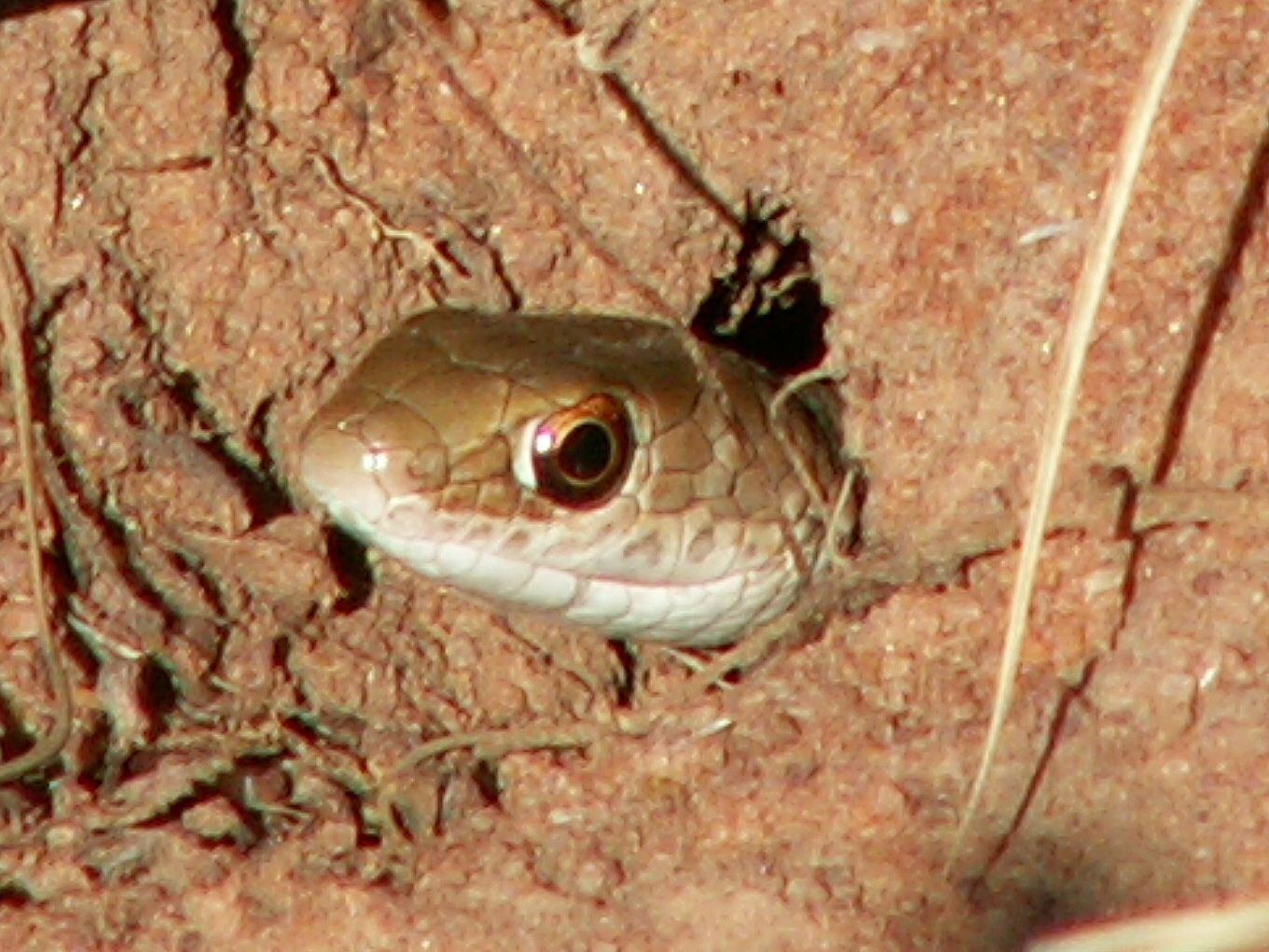 Short-snouted Whip Snake (Psammophis brevirostris)