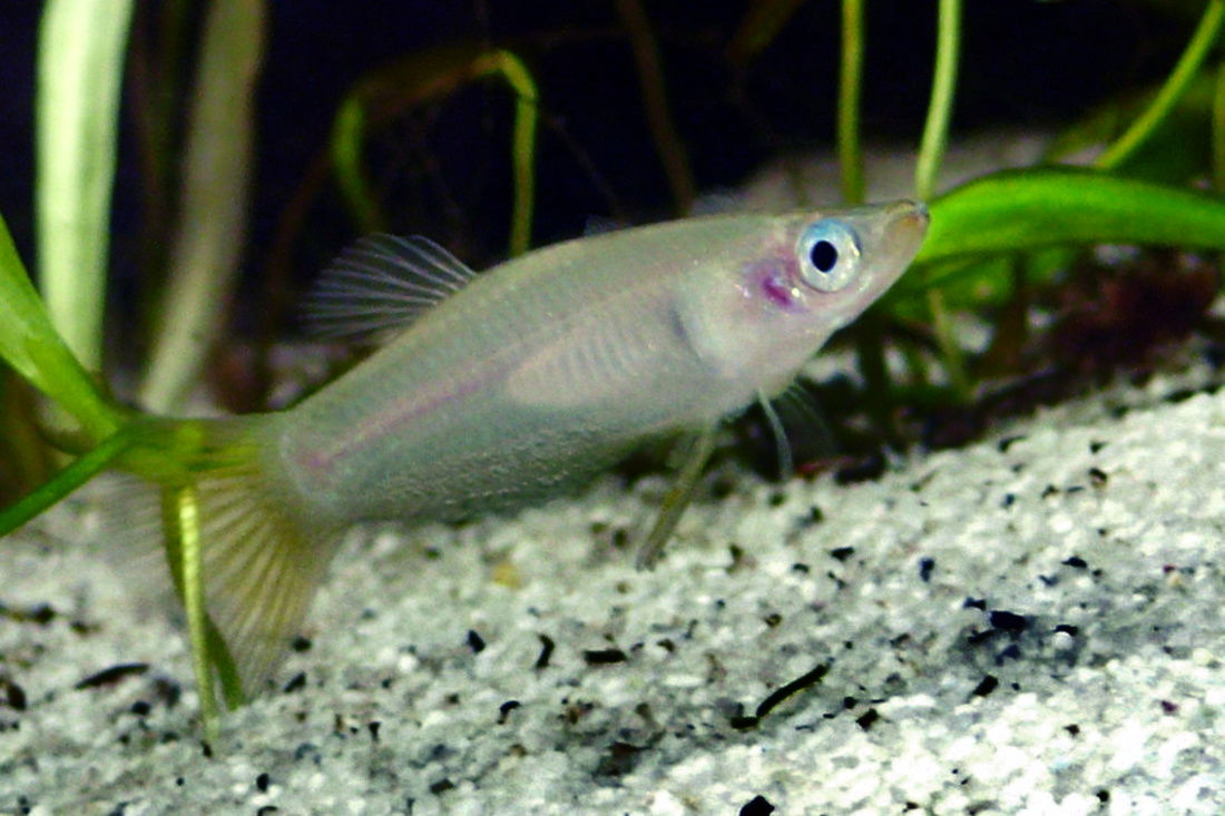 Messerkärpfling (Alfaro cultratus)