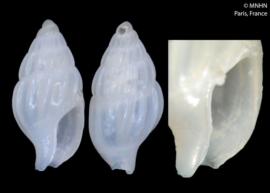 PRESERVED_SPECIMEN; Zafra stricosa K. Monsecour & D. Monsec…