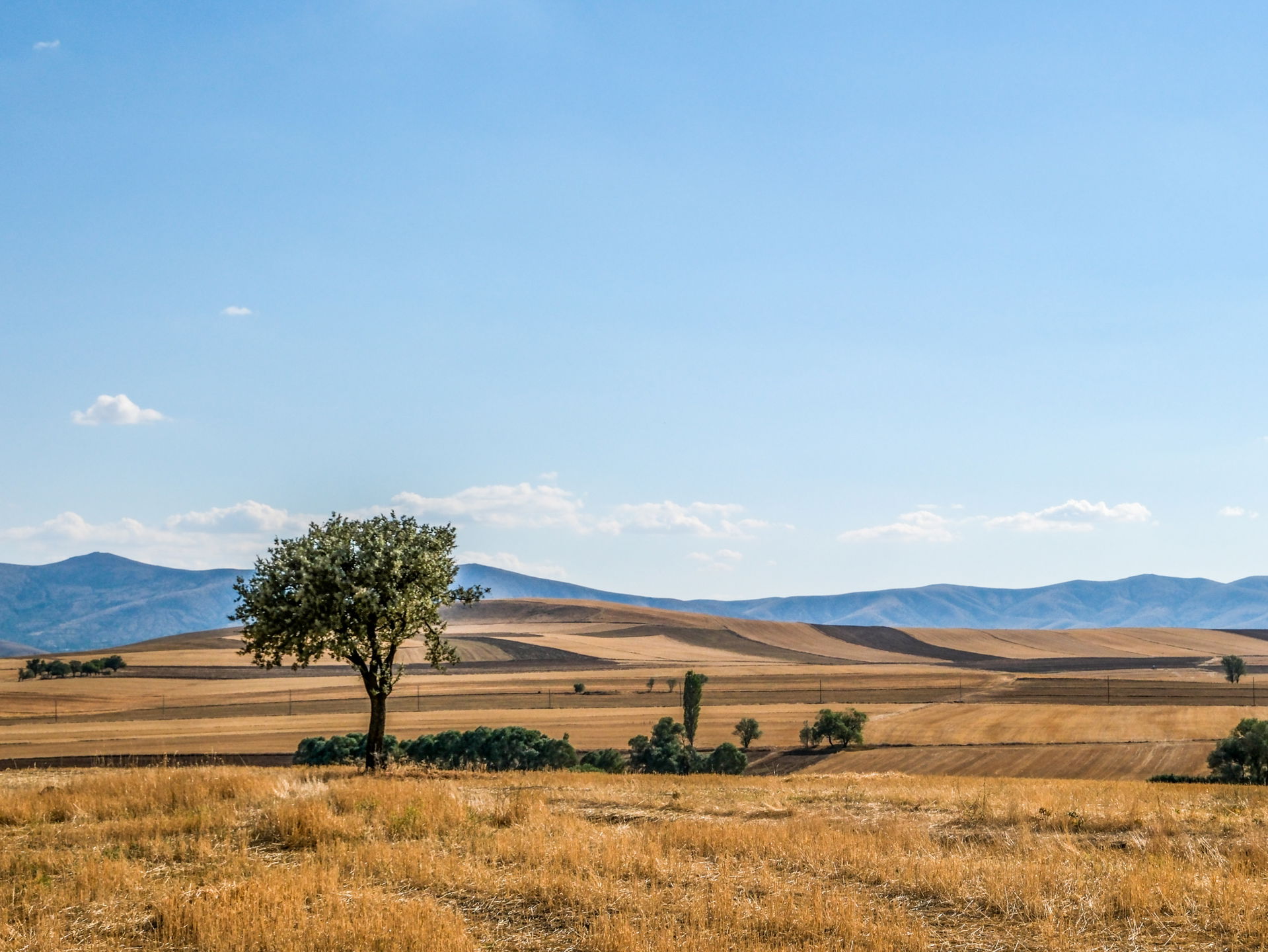 Lone Tree